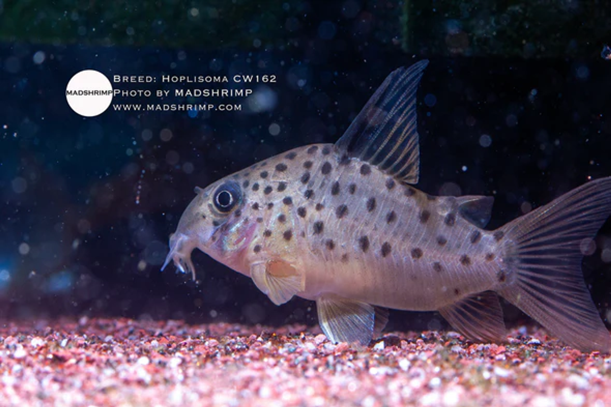 Hoplisoma CW162