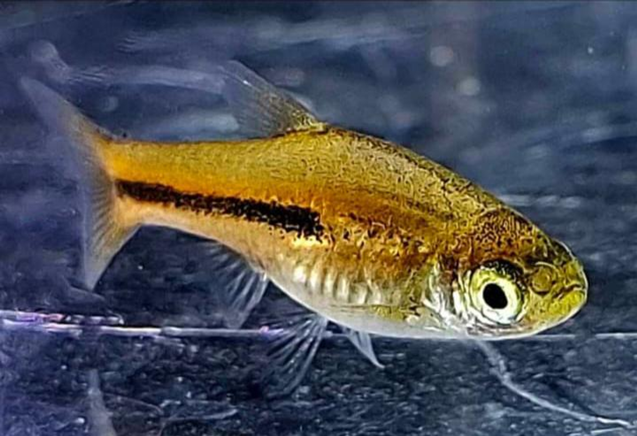 Somphong Rasboras