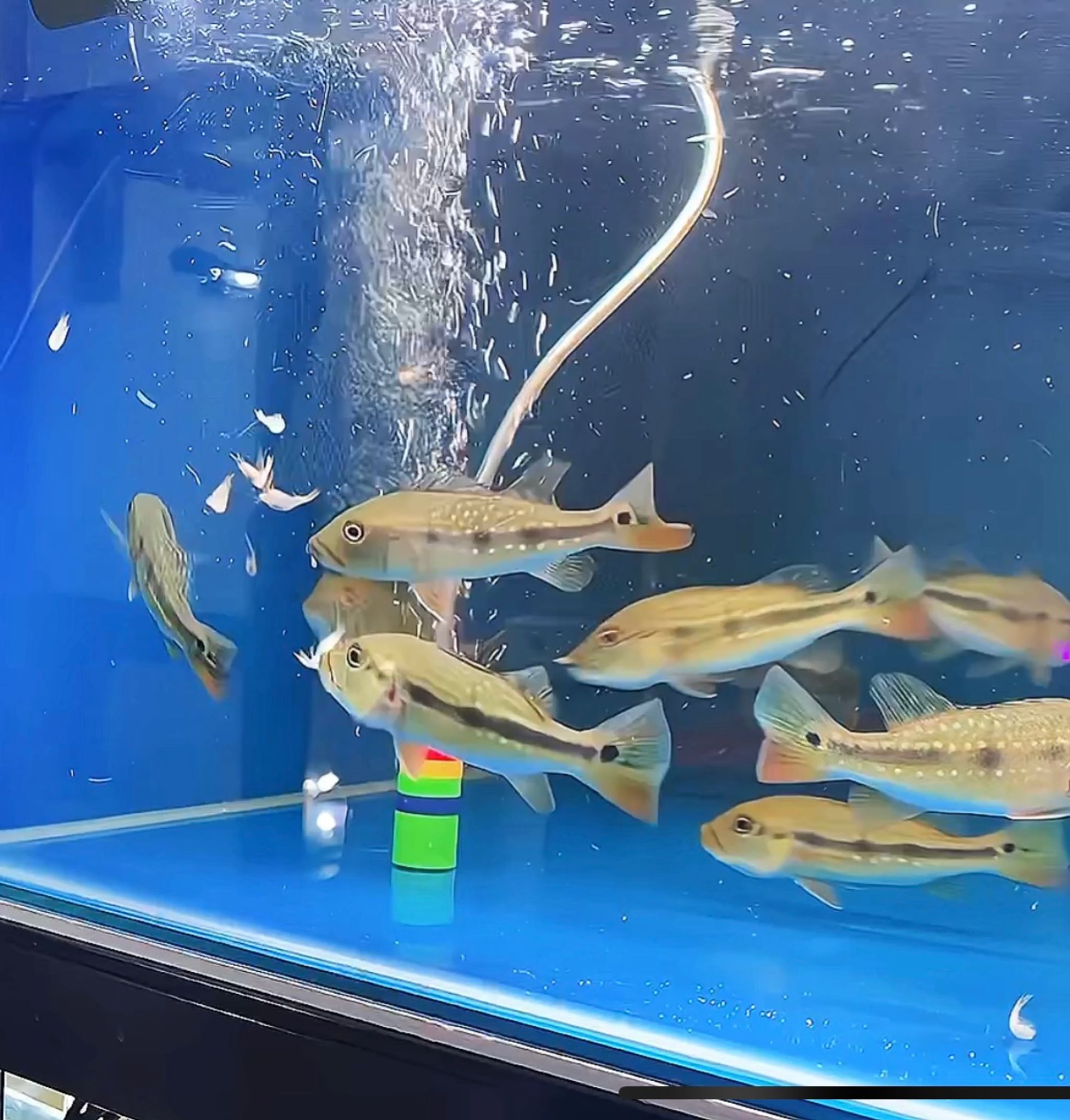 Fogo Peacock Bass