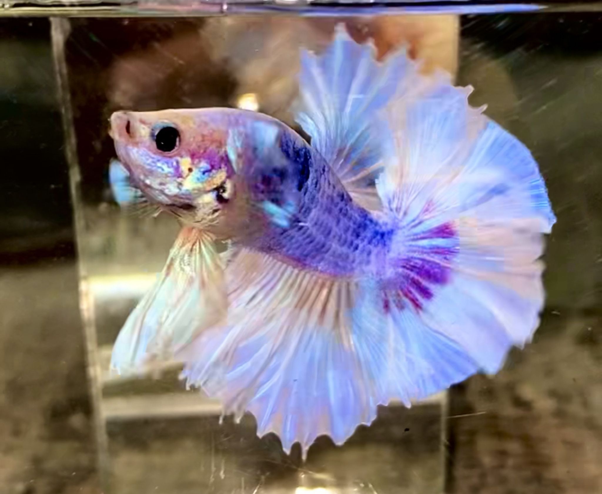 FANCY KING ROSTAIL AURORA 