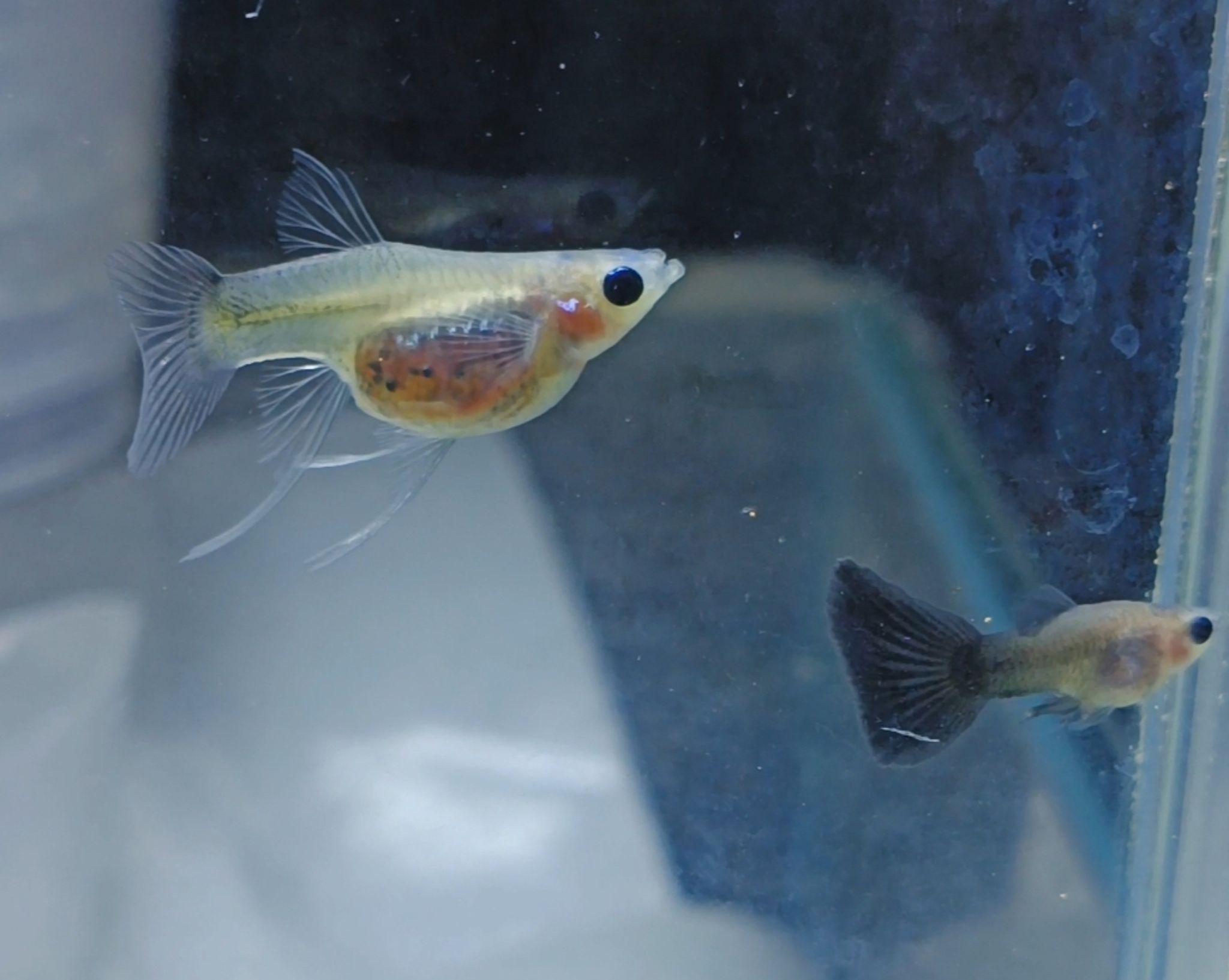 Half black blue glass belly sb ribon fin