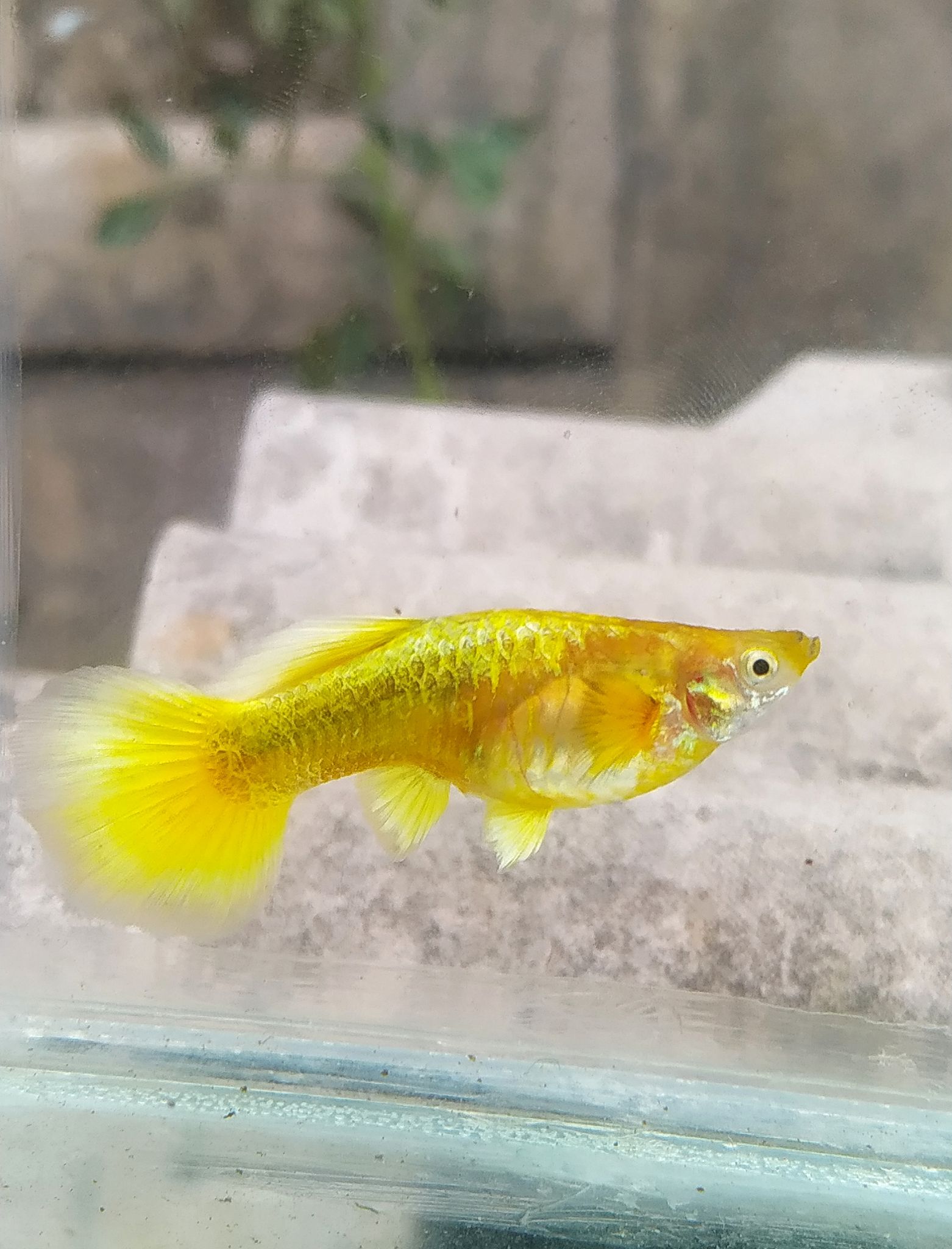Guppy Gold 