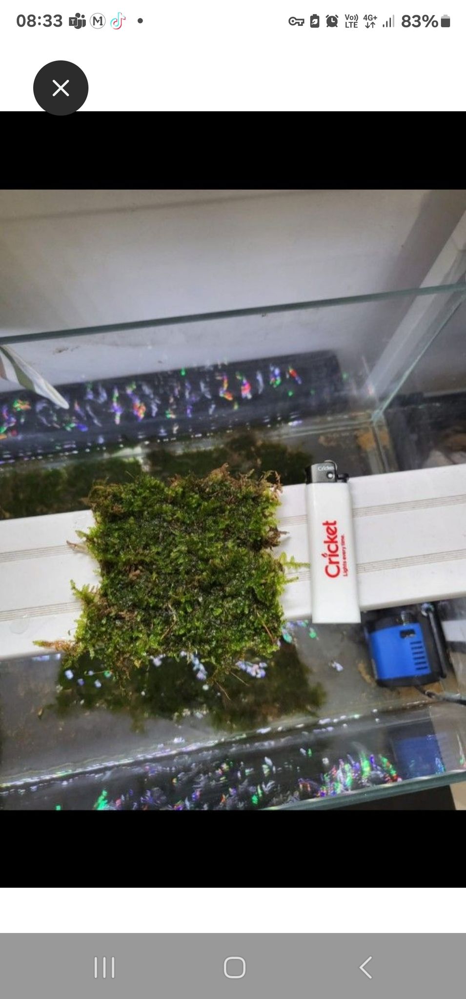 java moss on mesh