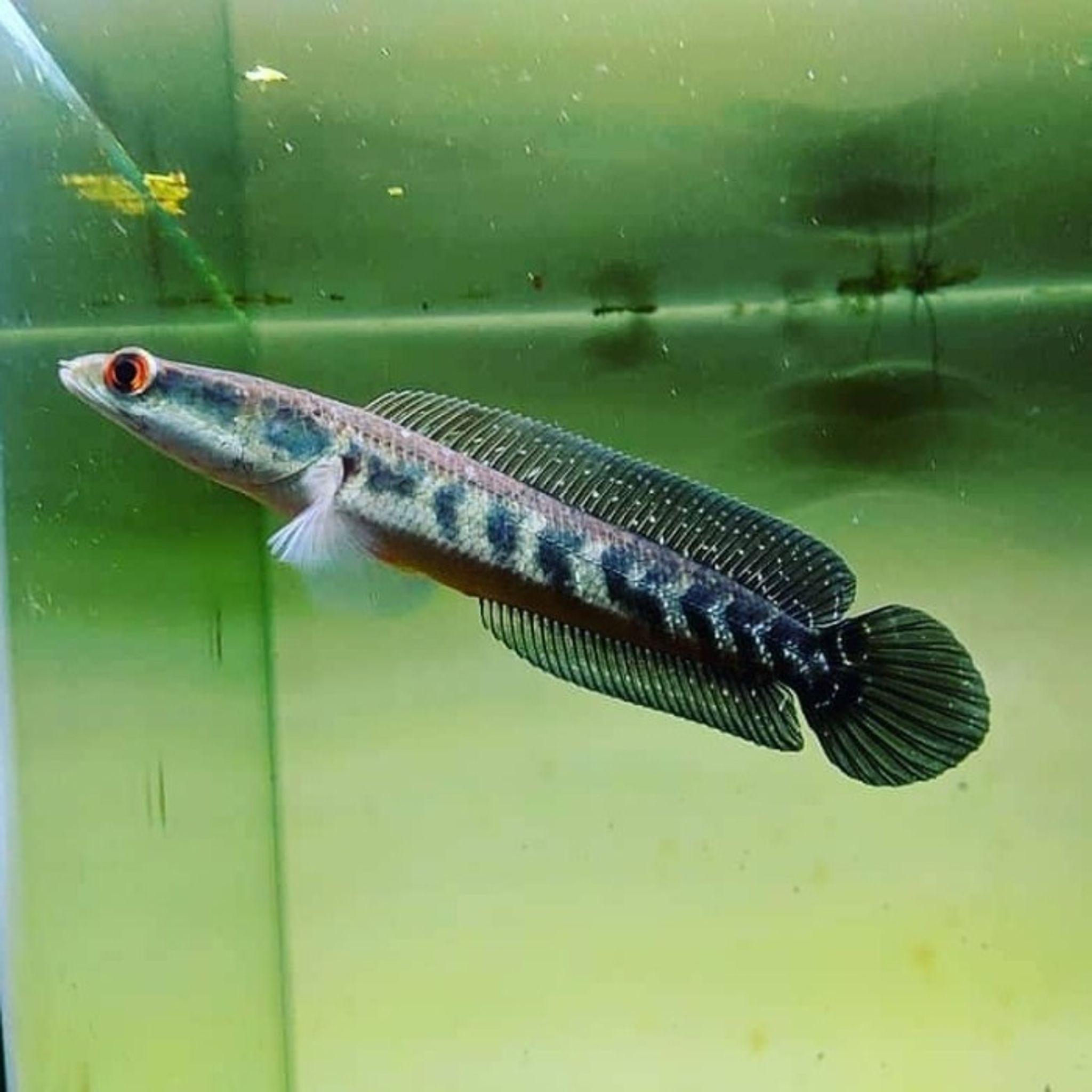 Channa Maru Aurolineatus