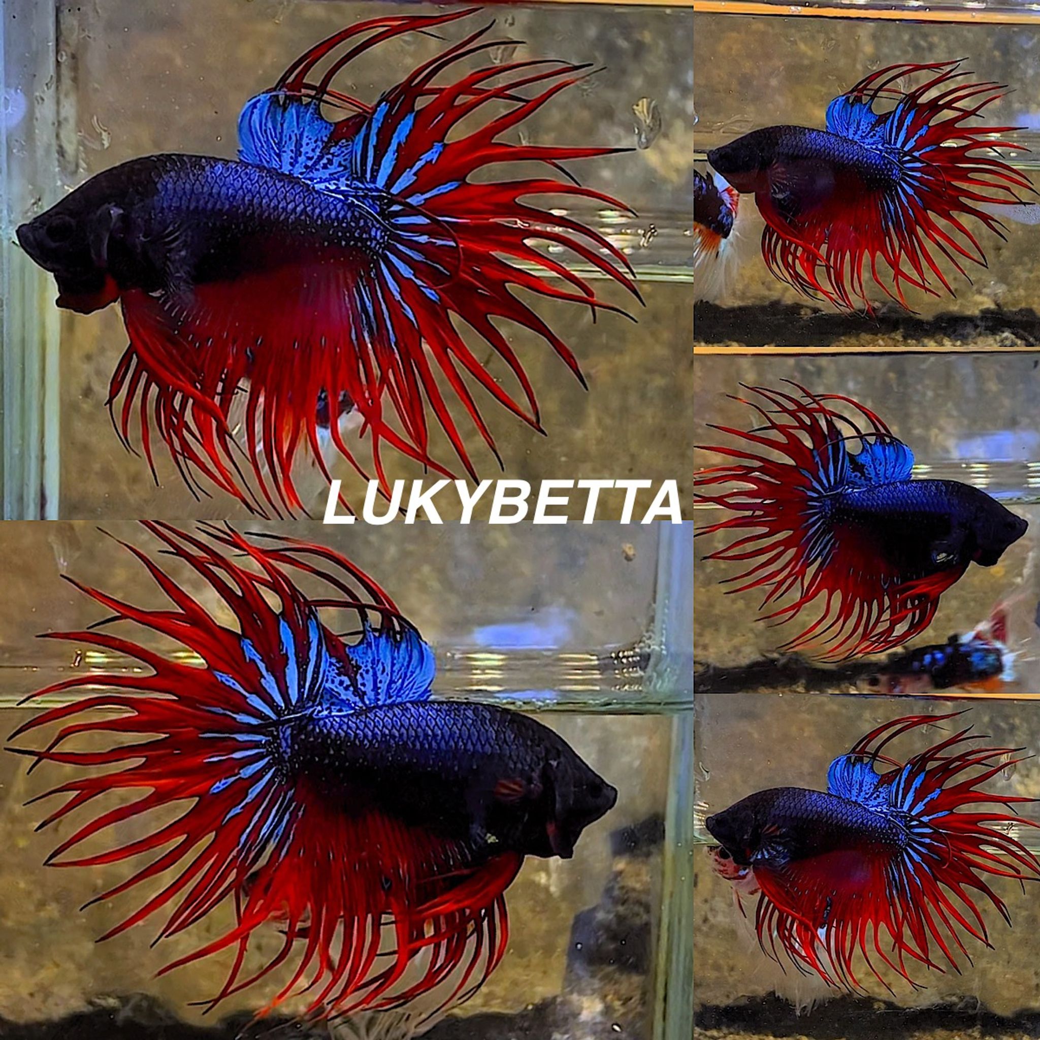 👑CROWNTAILS👑