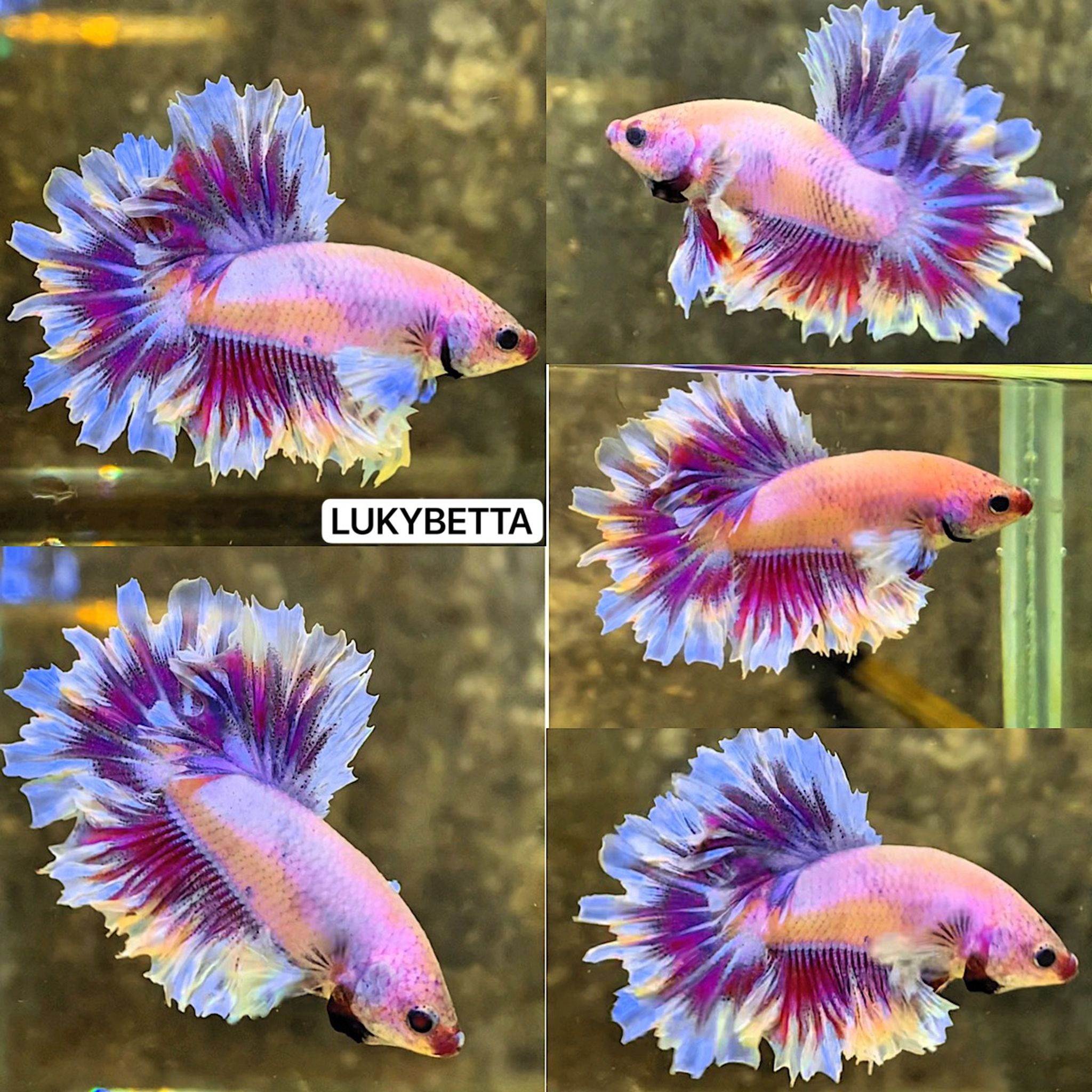 🩵🩷💙DUMBO KING ROSETAILS 🩵🩷💙