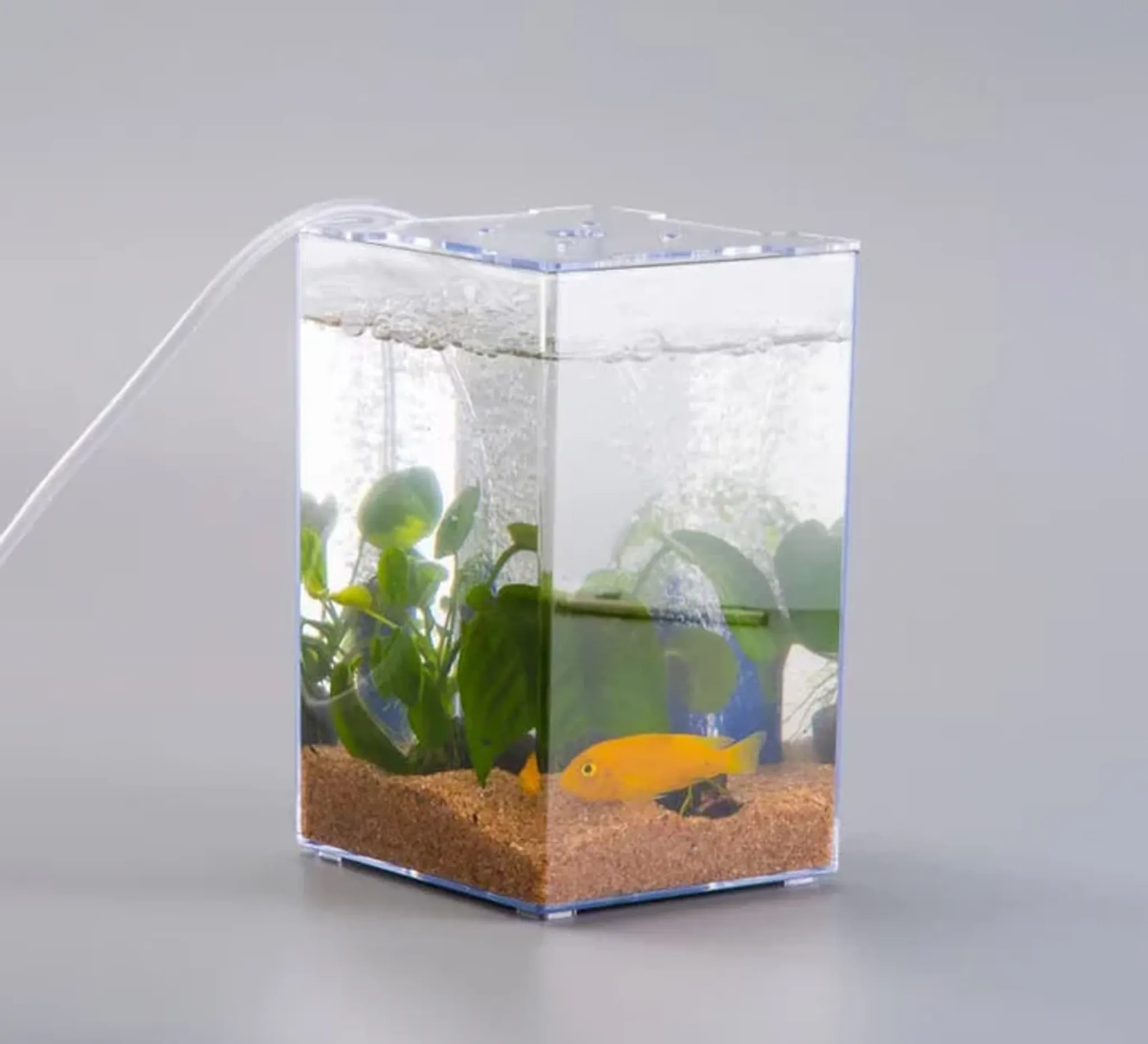 ANS Betta Tank