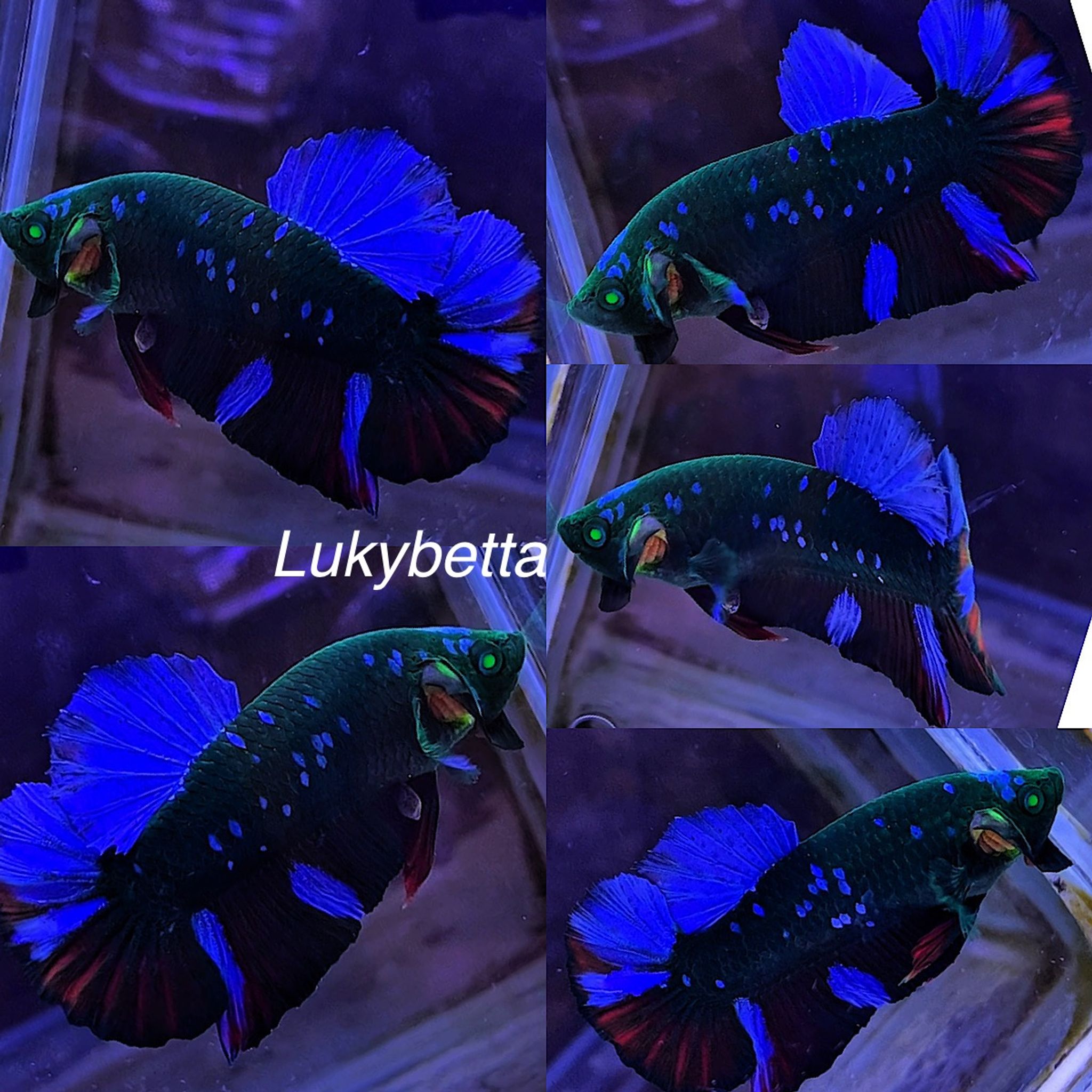 AVATAR HULK