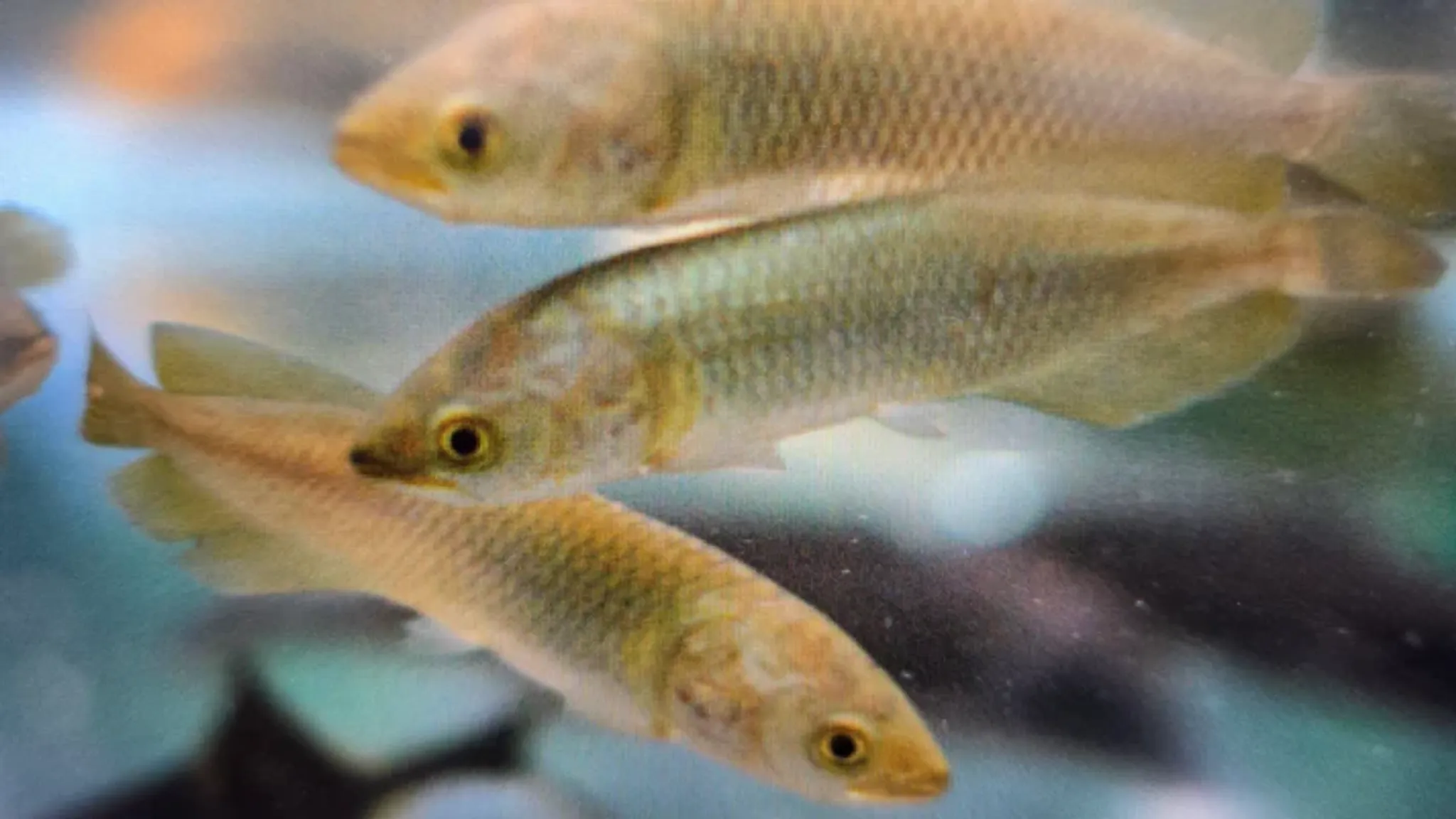 African arowana 8-10cm