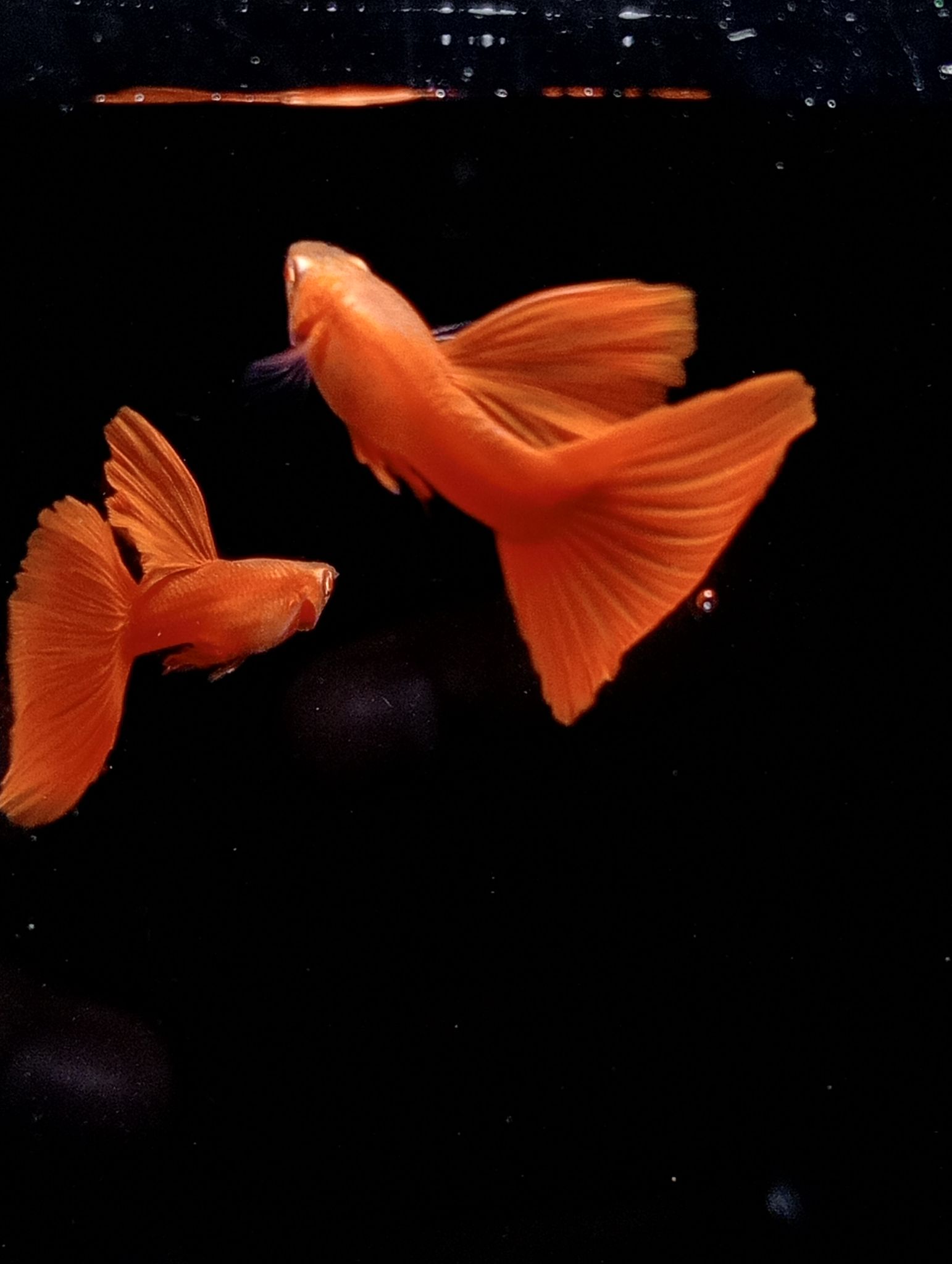 Albino Full Red (AFR)
