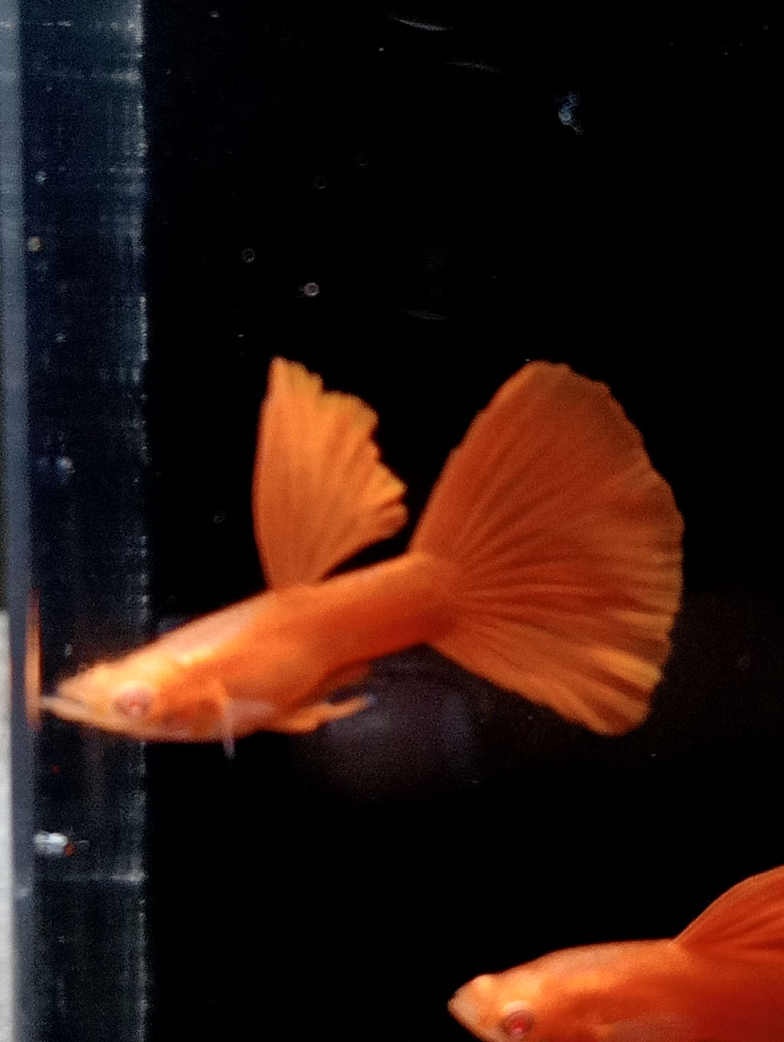 Albino Full Red (AFR)
