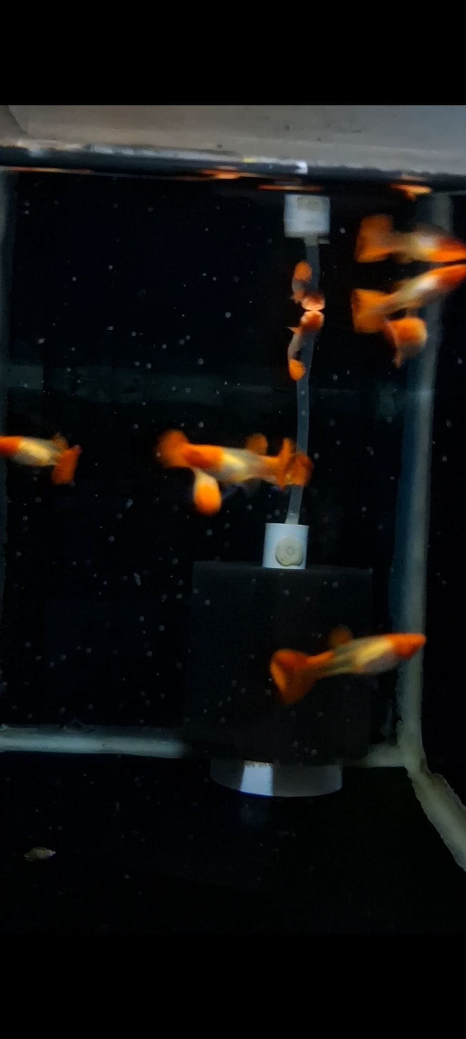 Albino Koi
