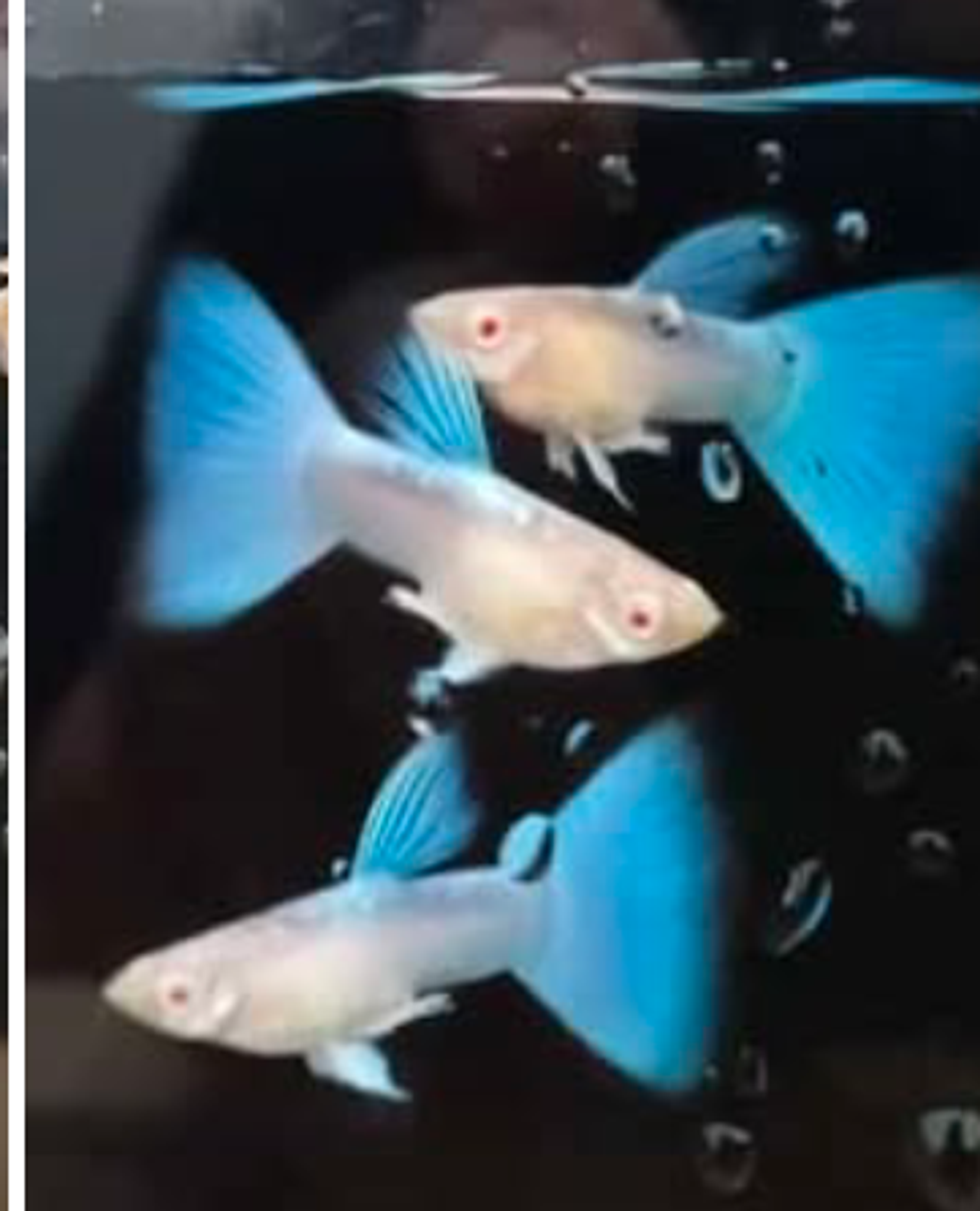 Albino blue tail