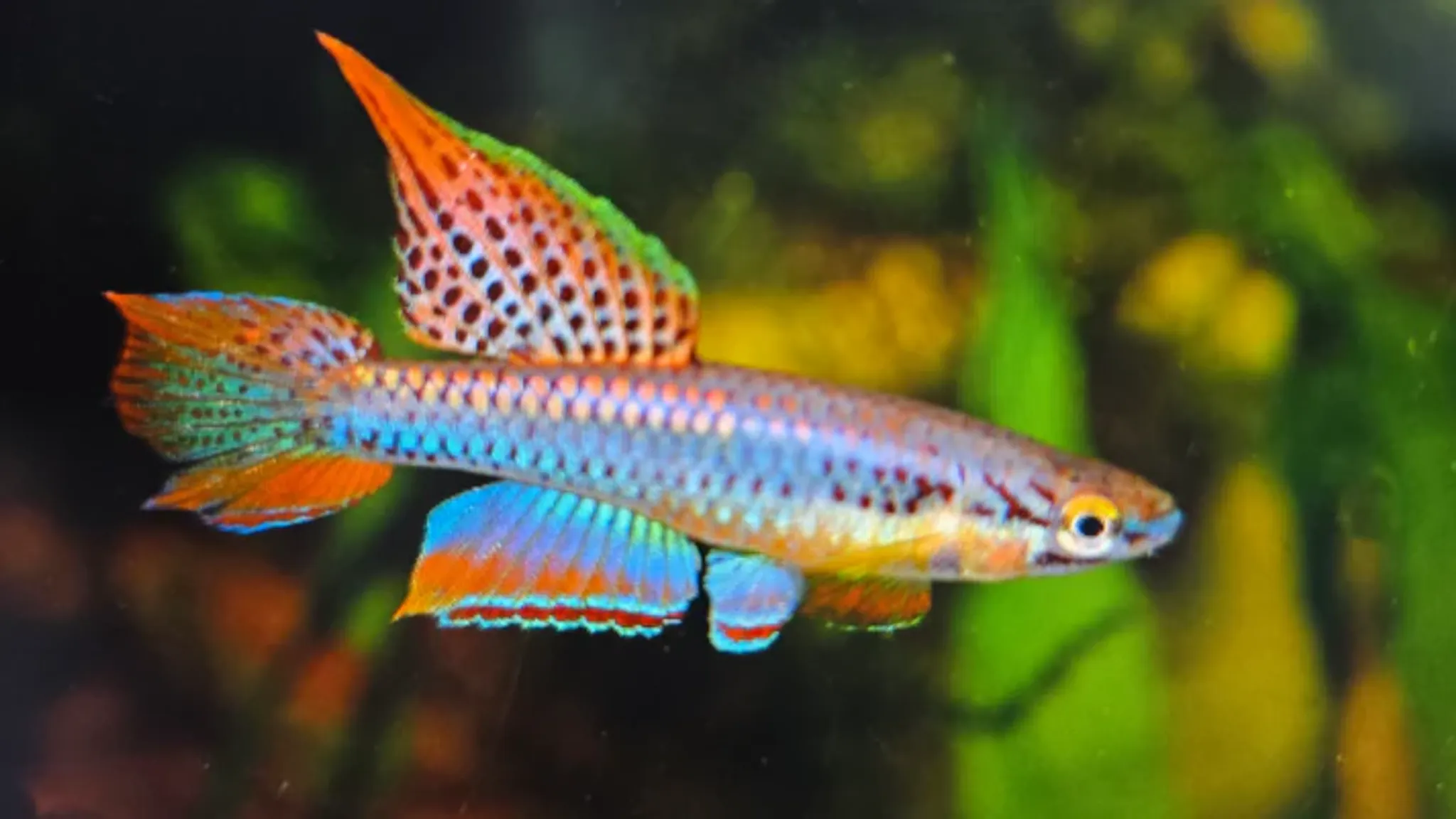Aphyosemion bivittatum lagos 3-4cm