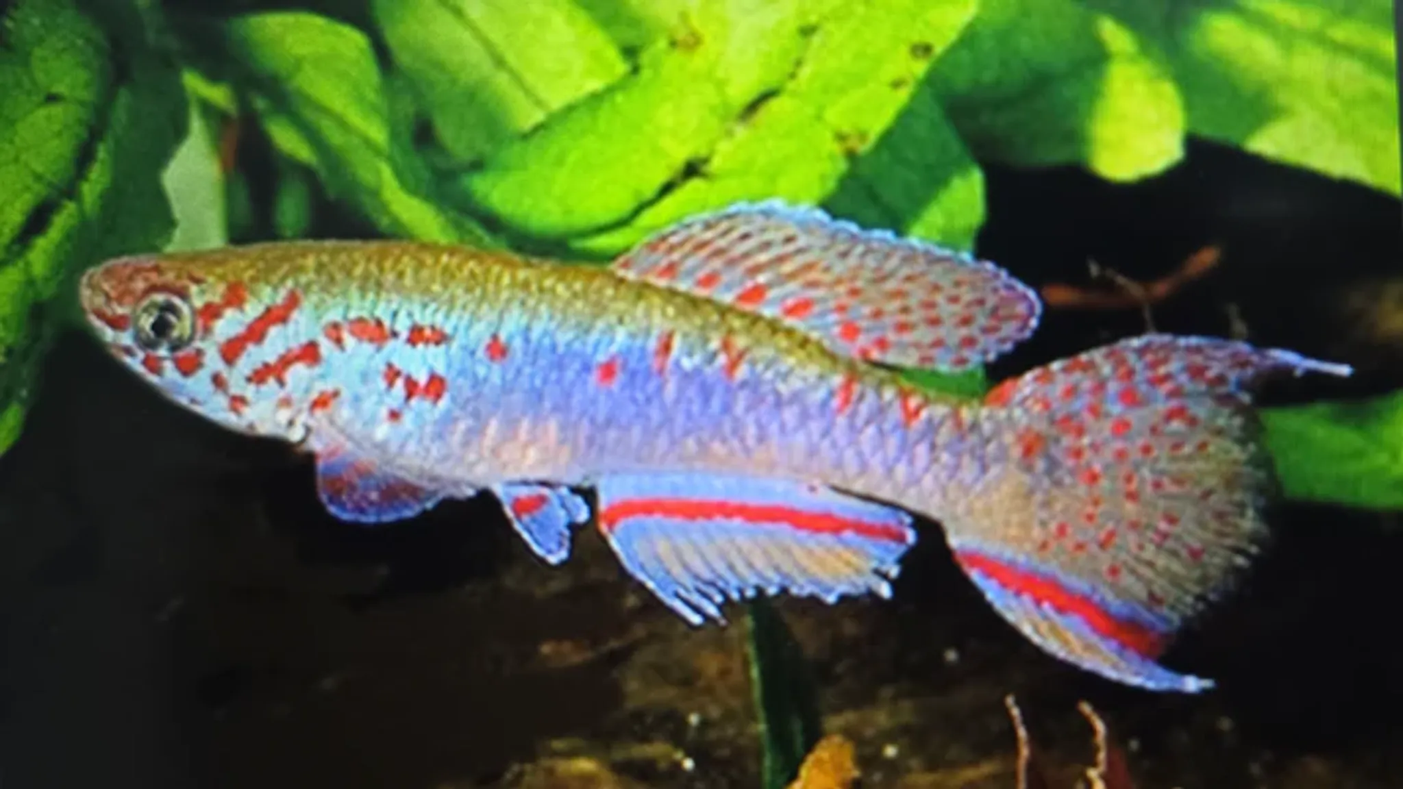 Aphyosemion filamentosum 3-4cm