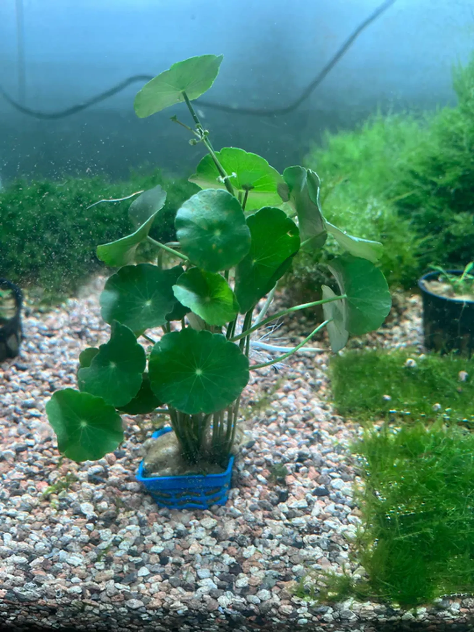 Aquatic Pennywort Live Plant - Easy Care Midground Aquarium Decor