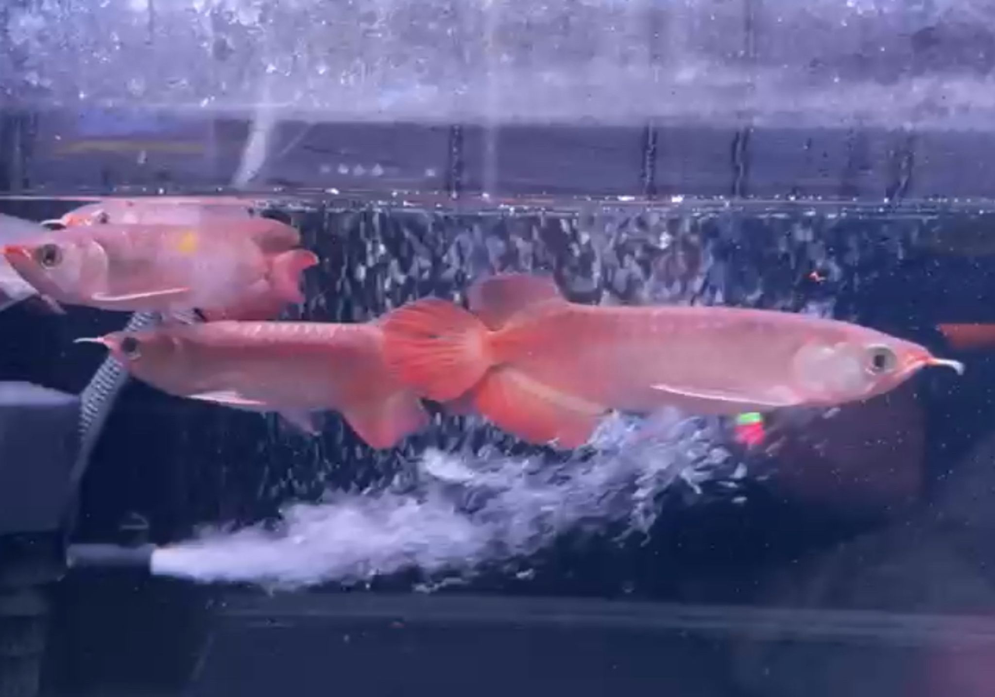 Arowana