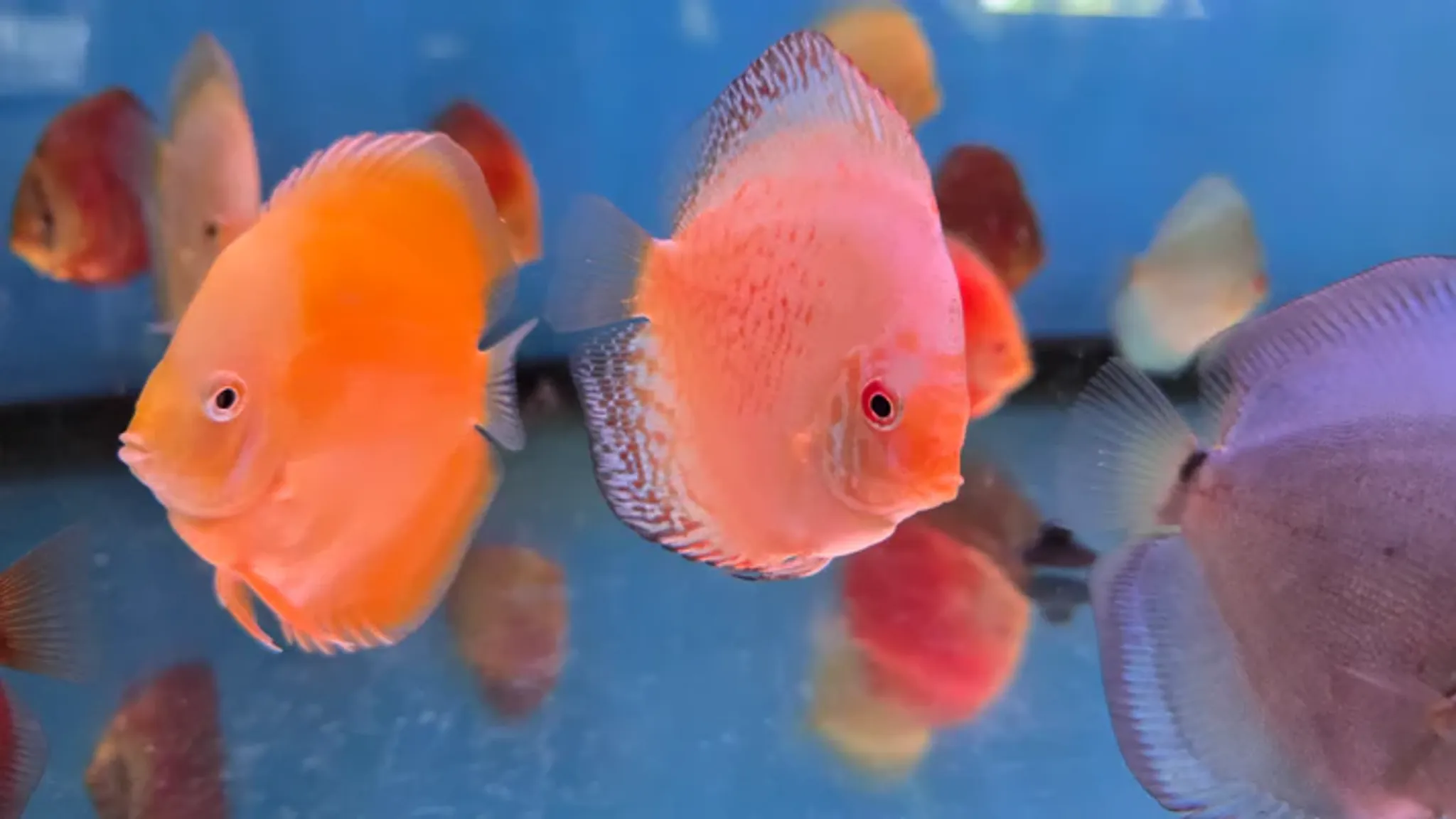 Assorted Discus 2", 3", 4"