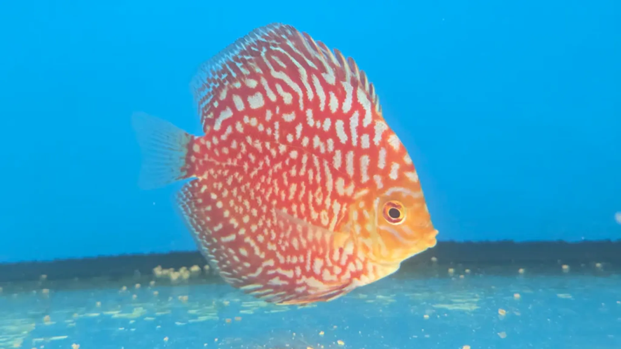 Assorted Discus 2", 3", 4"
