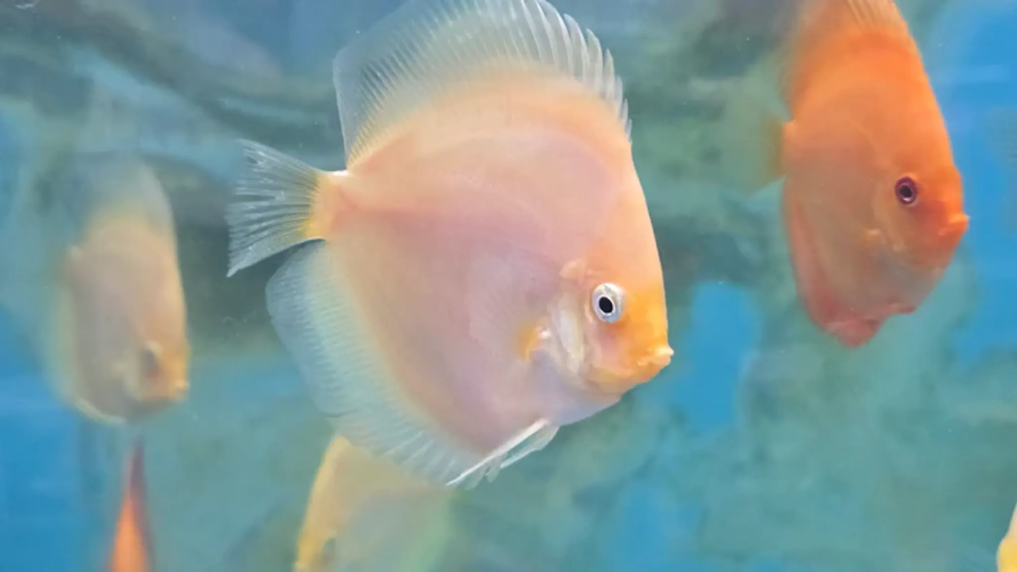 Assorted Discus 2", 3", 4"