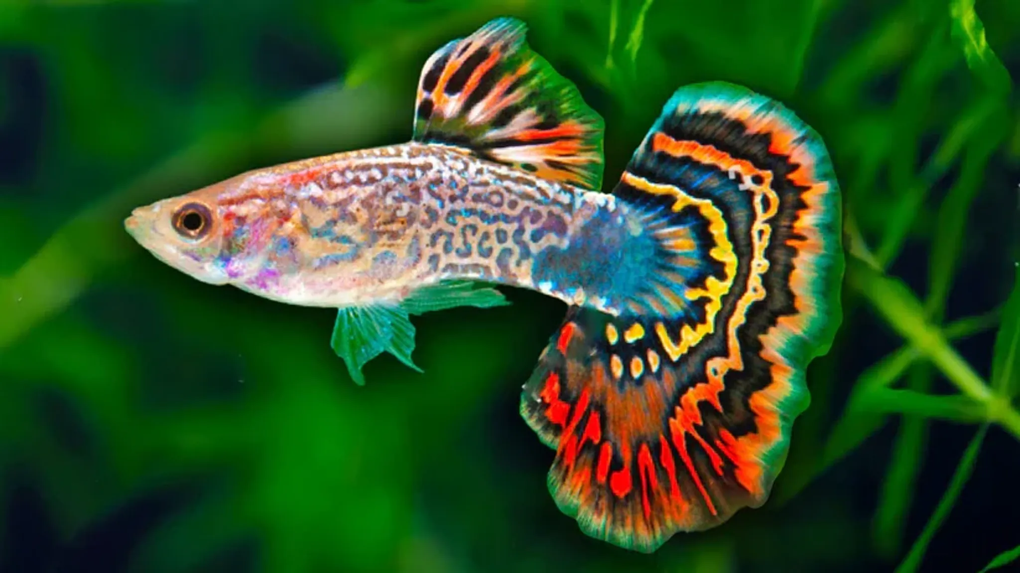 Assorted Guppy 3cm
