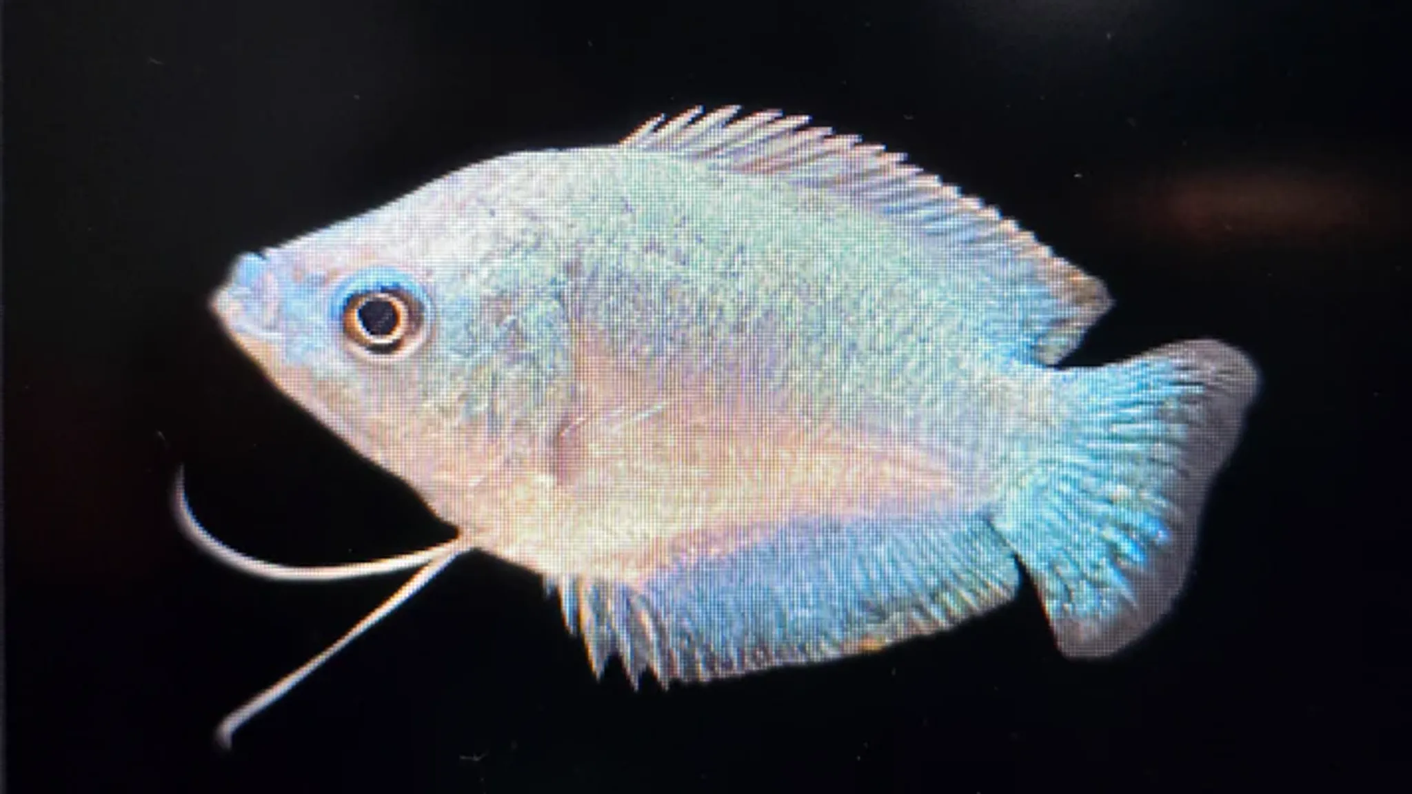 Assorted colisa gourami 4cm