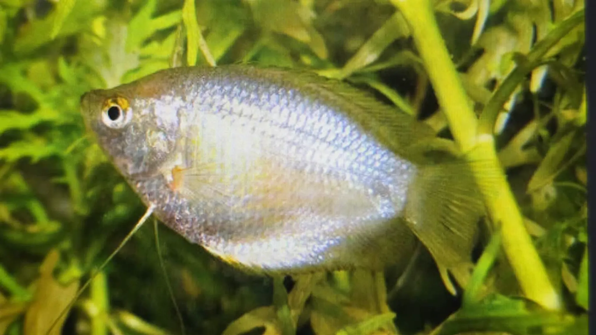 Assorted colisa gourami 4cm