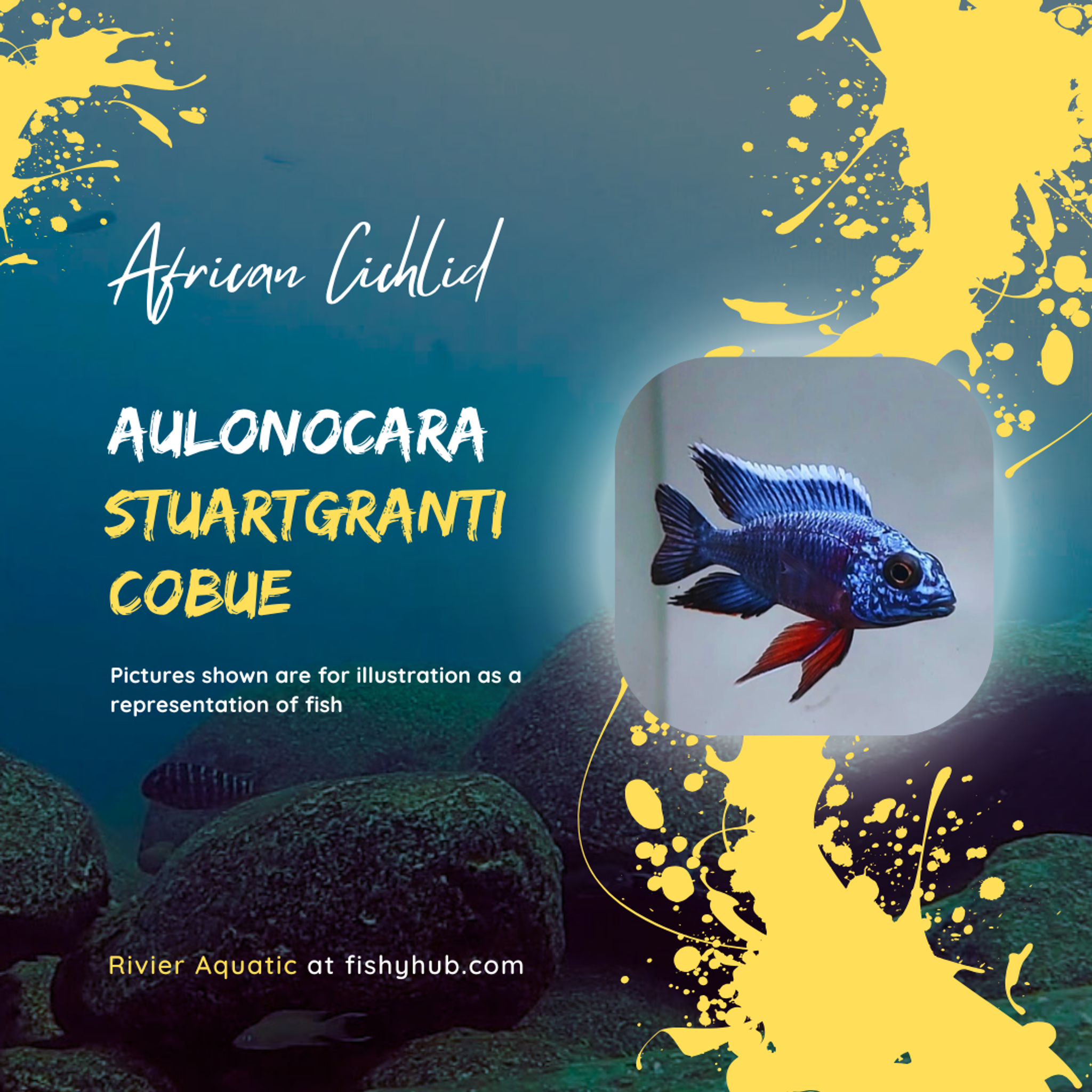 Blue Regal Peacock Cichlid (Aulonocara Stuartgranti Cobue)