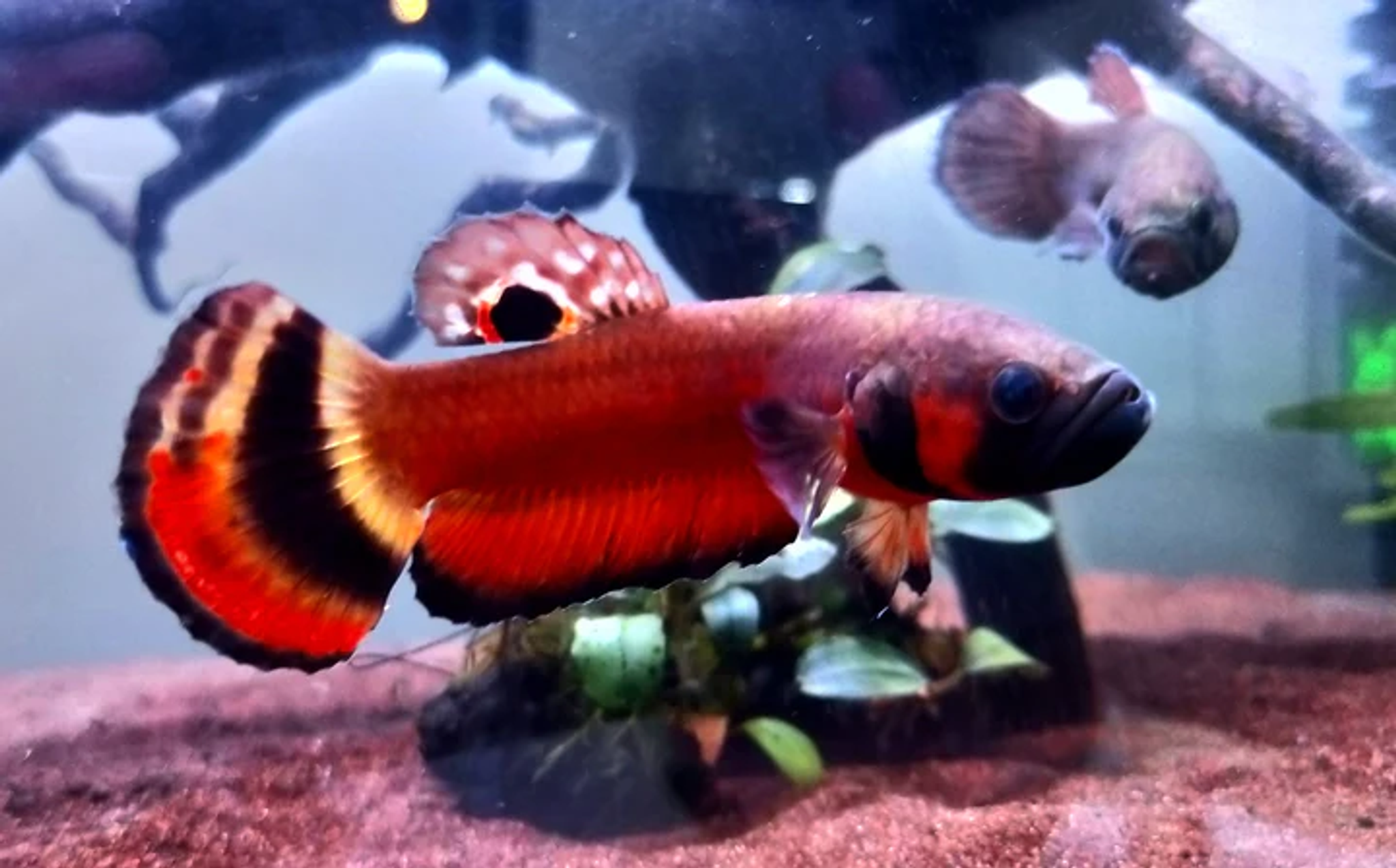 Betta Macrostoma