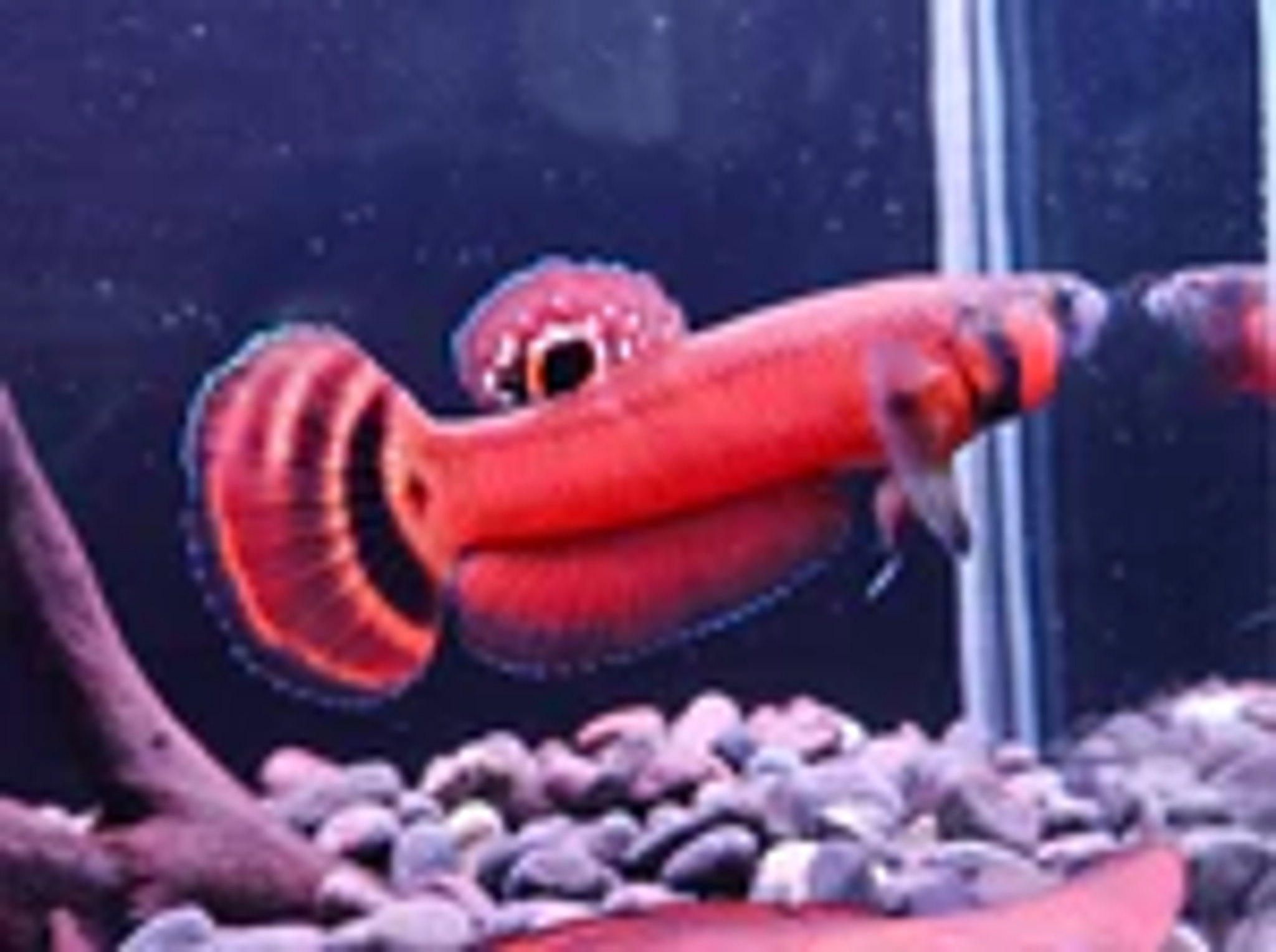 Betta Macrostoma