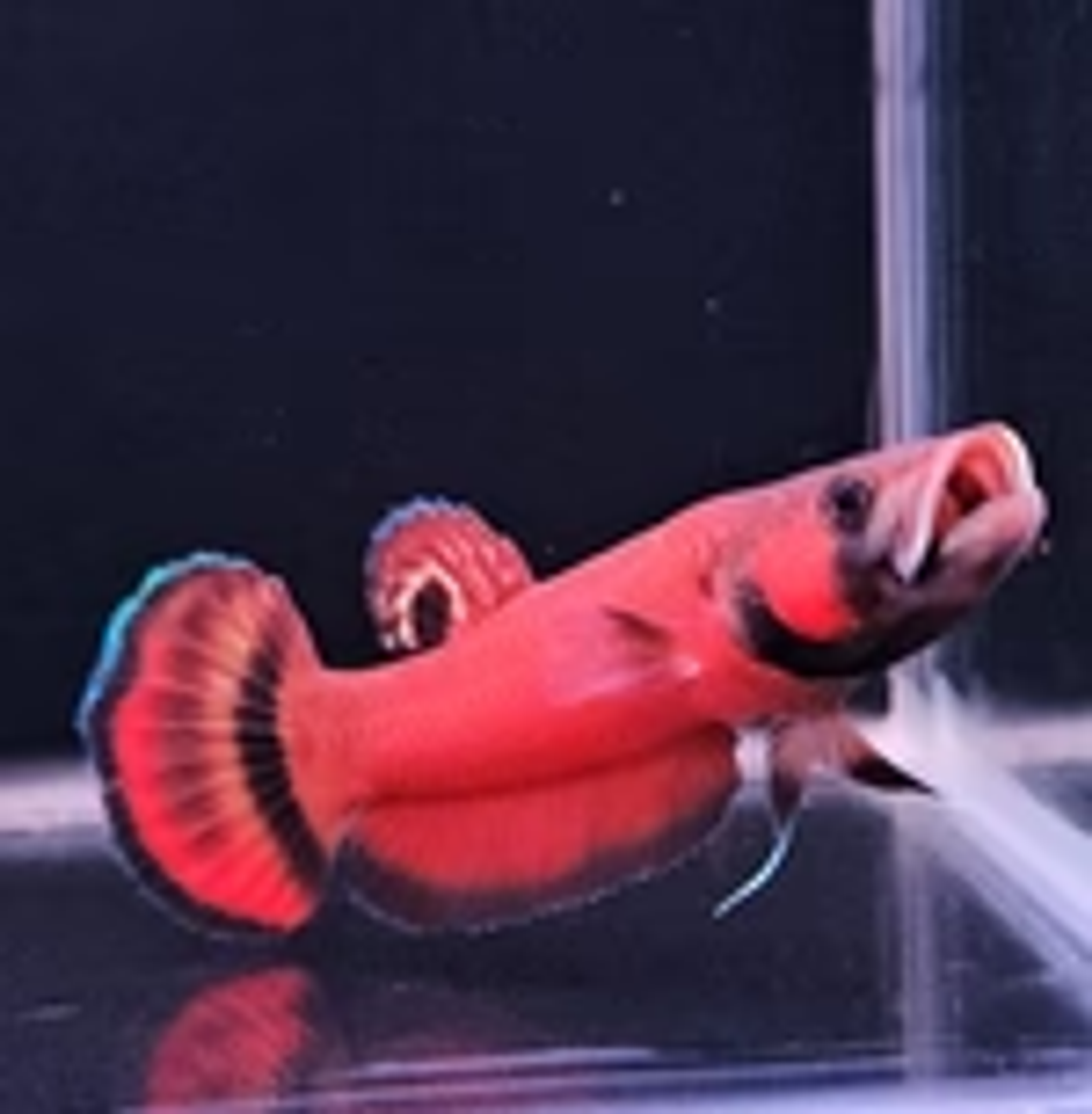 Betta Macrostoma