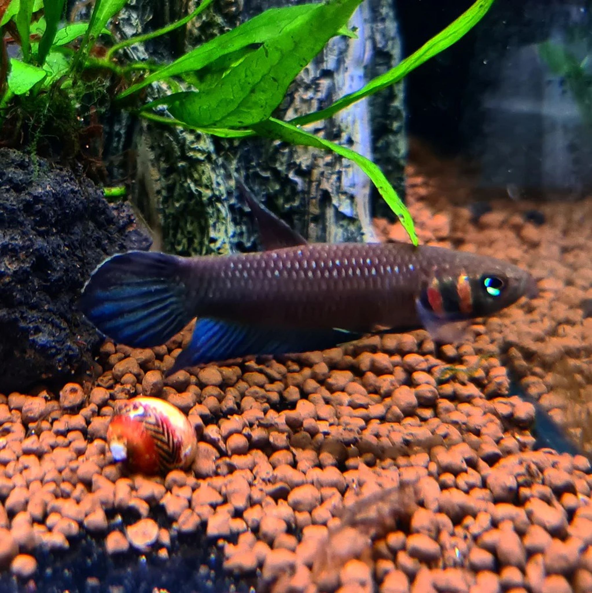 Betta Mandor