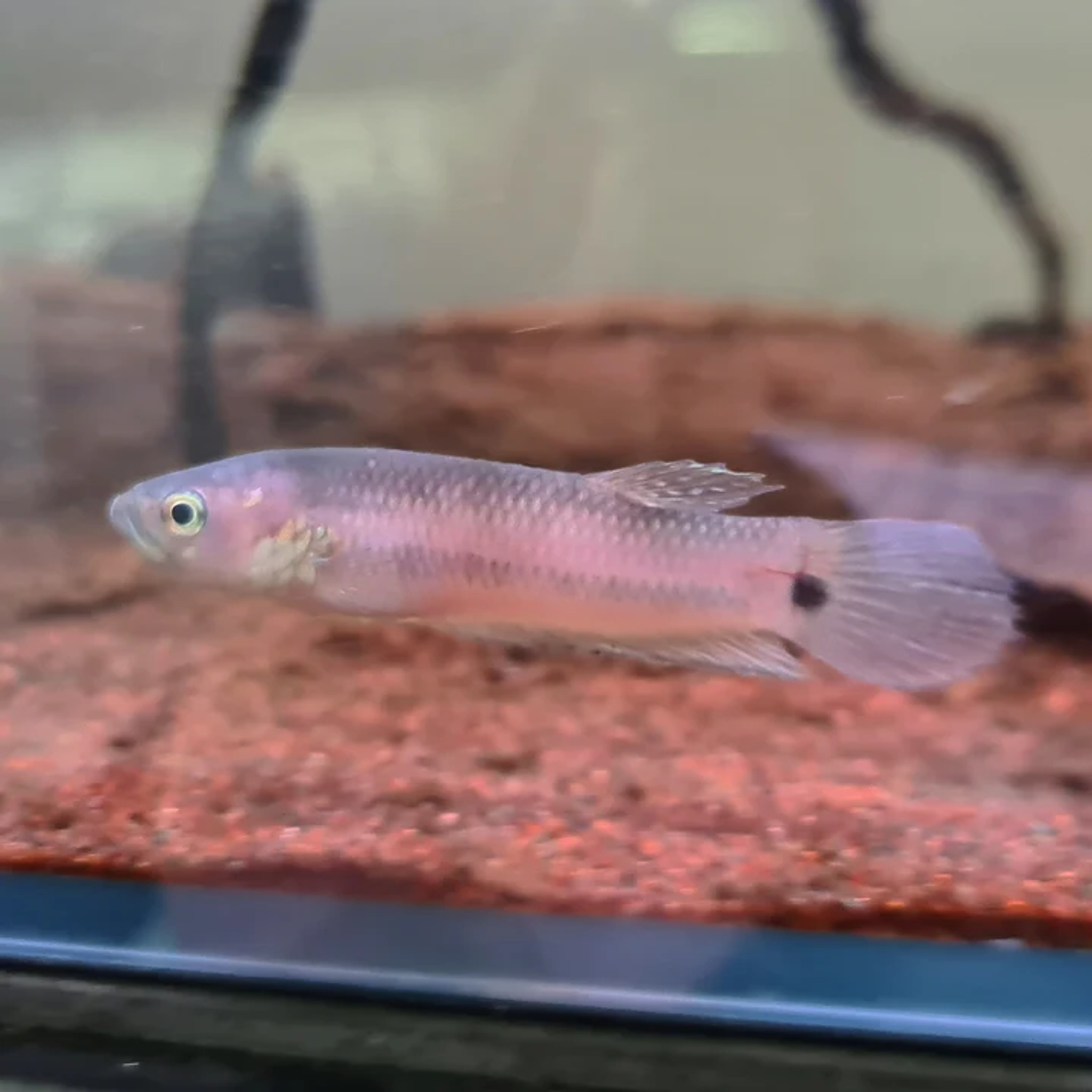 Betta Unimaculata