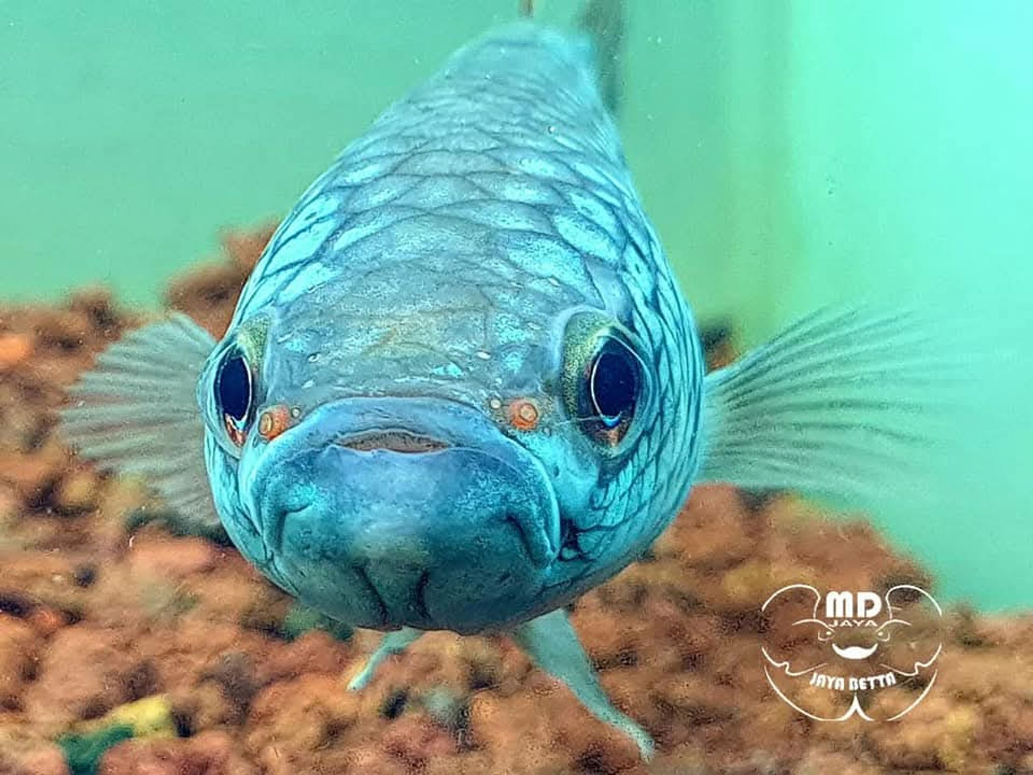 Betta antuta
