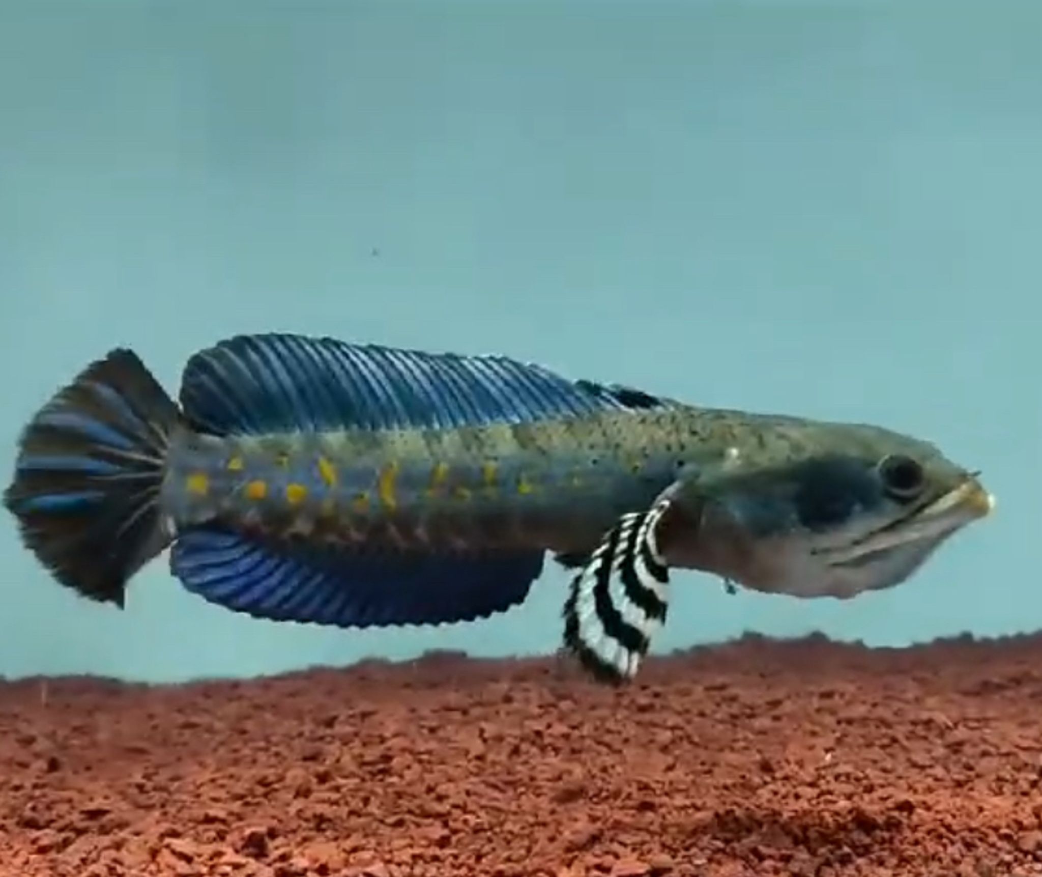 Blue Pulchra Channa