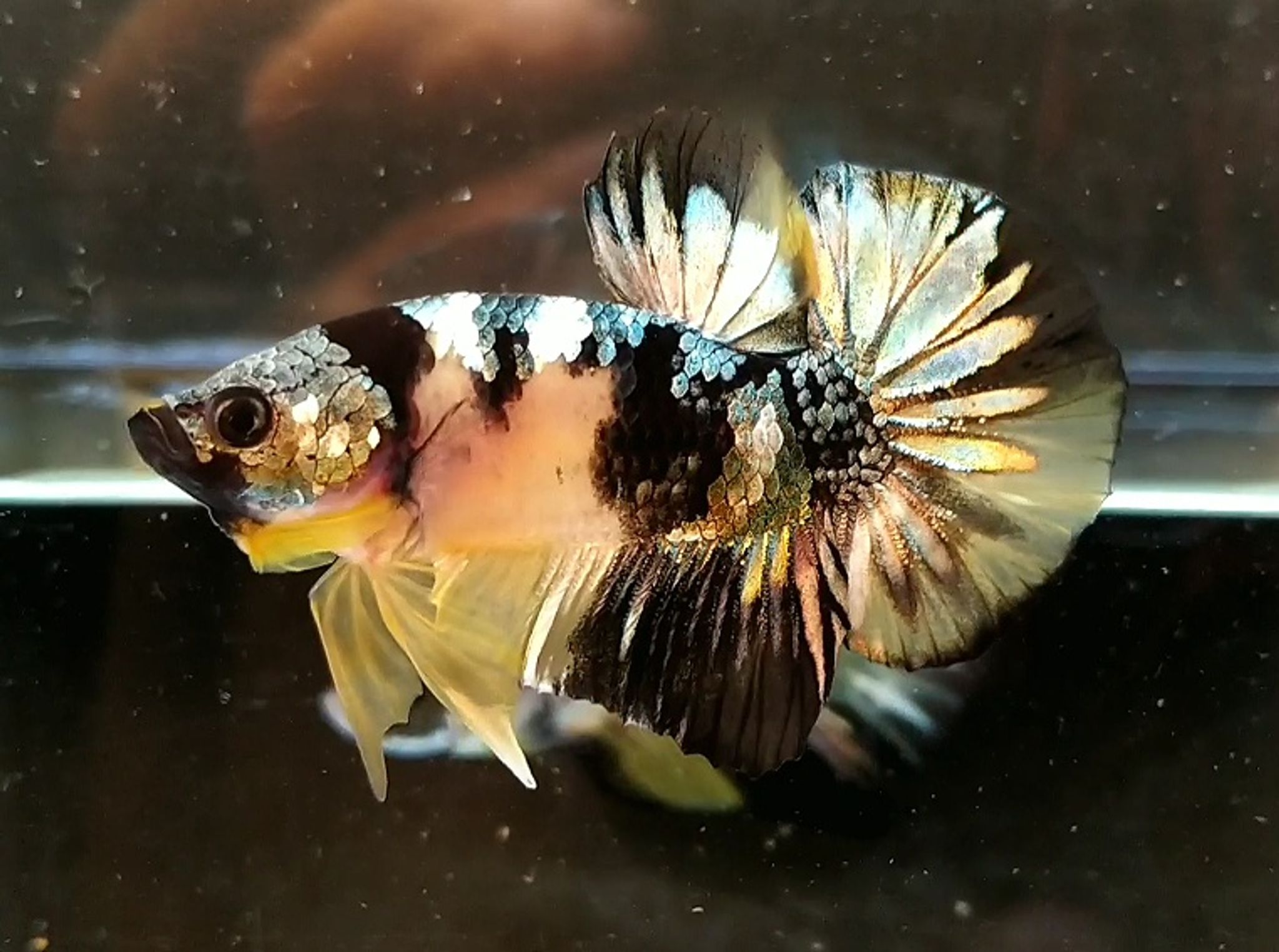 Bumblebee