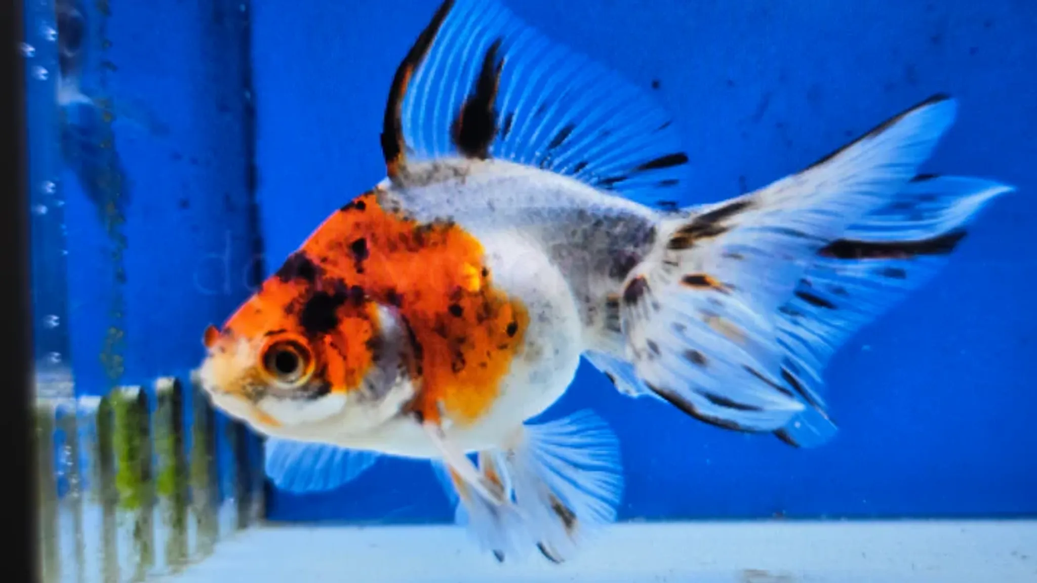 Calico fantail 5cm