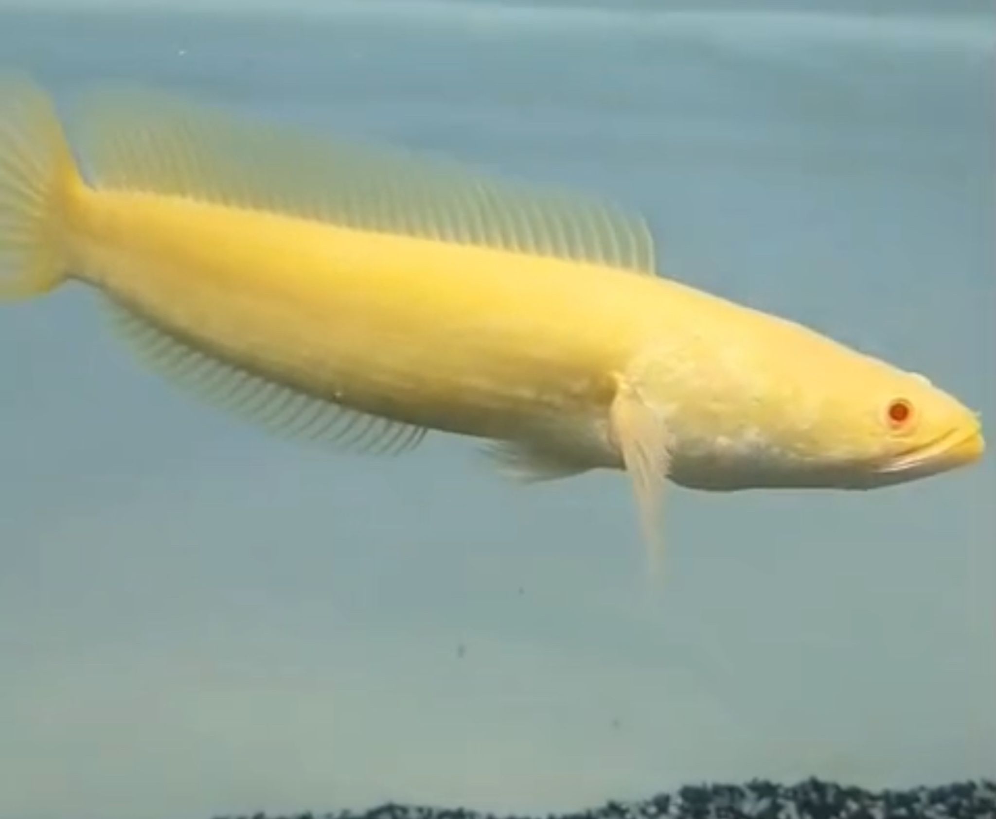 Channa Albino Striata
