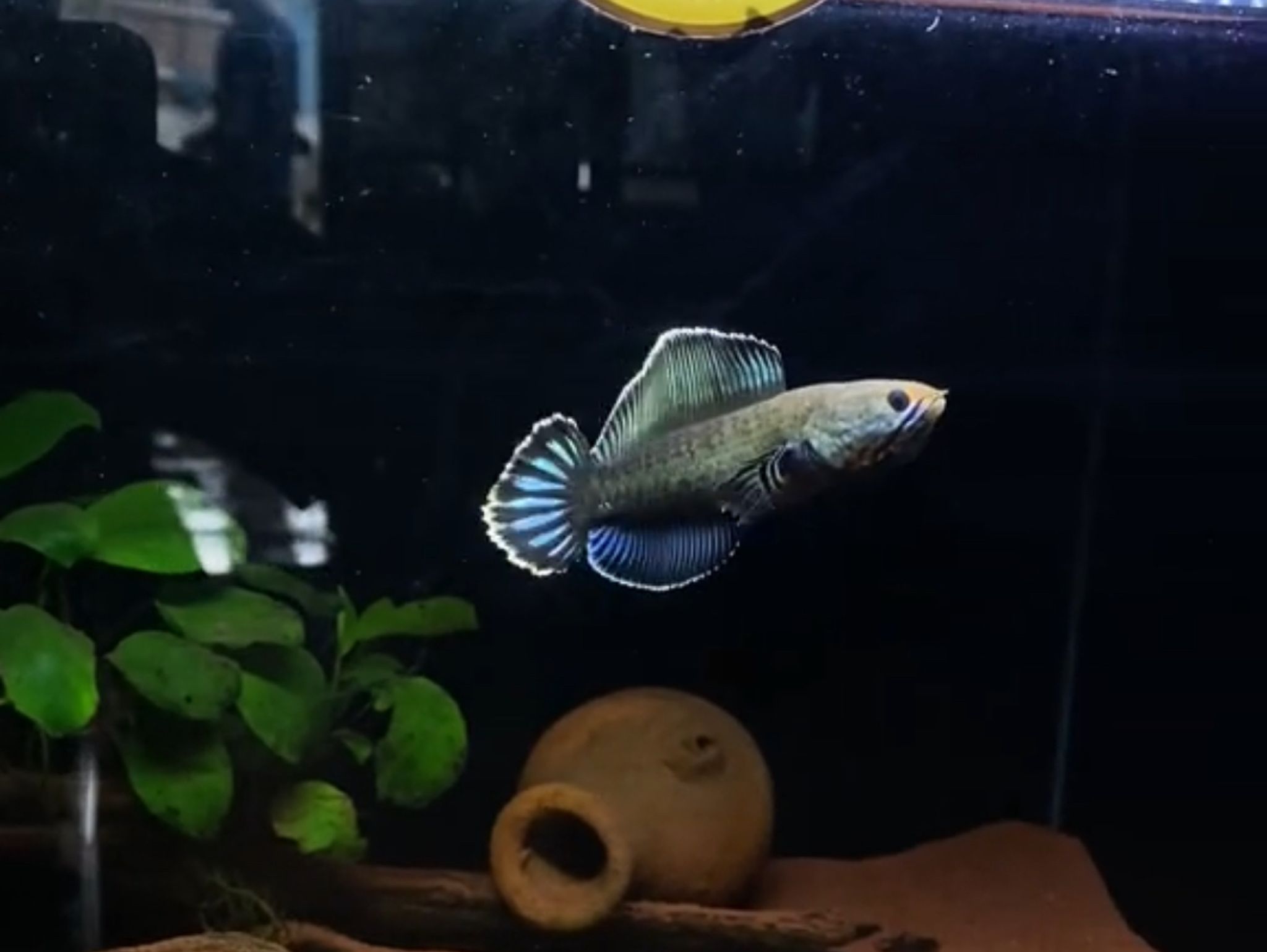 Channa Andrao High Fin