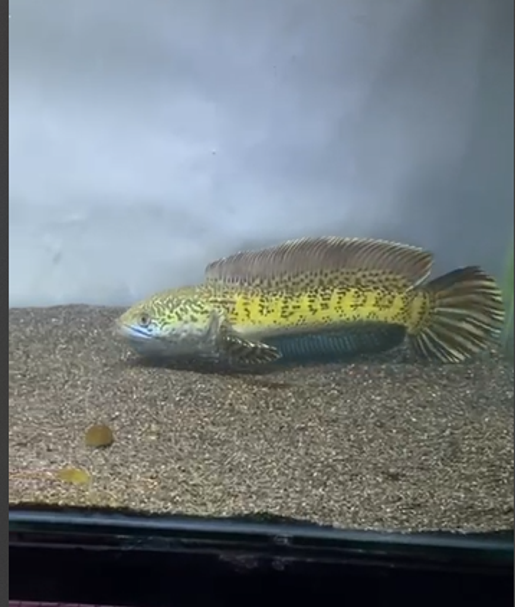 Channa Golden Cobra 25cm High Quality