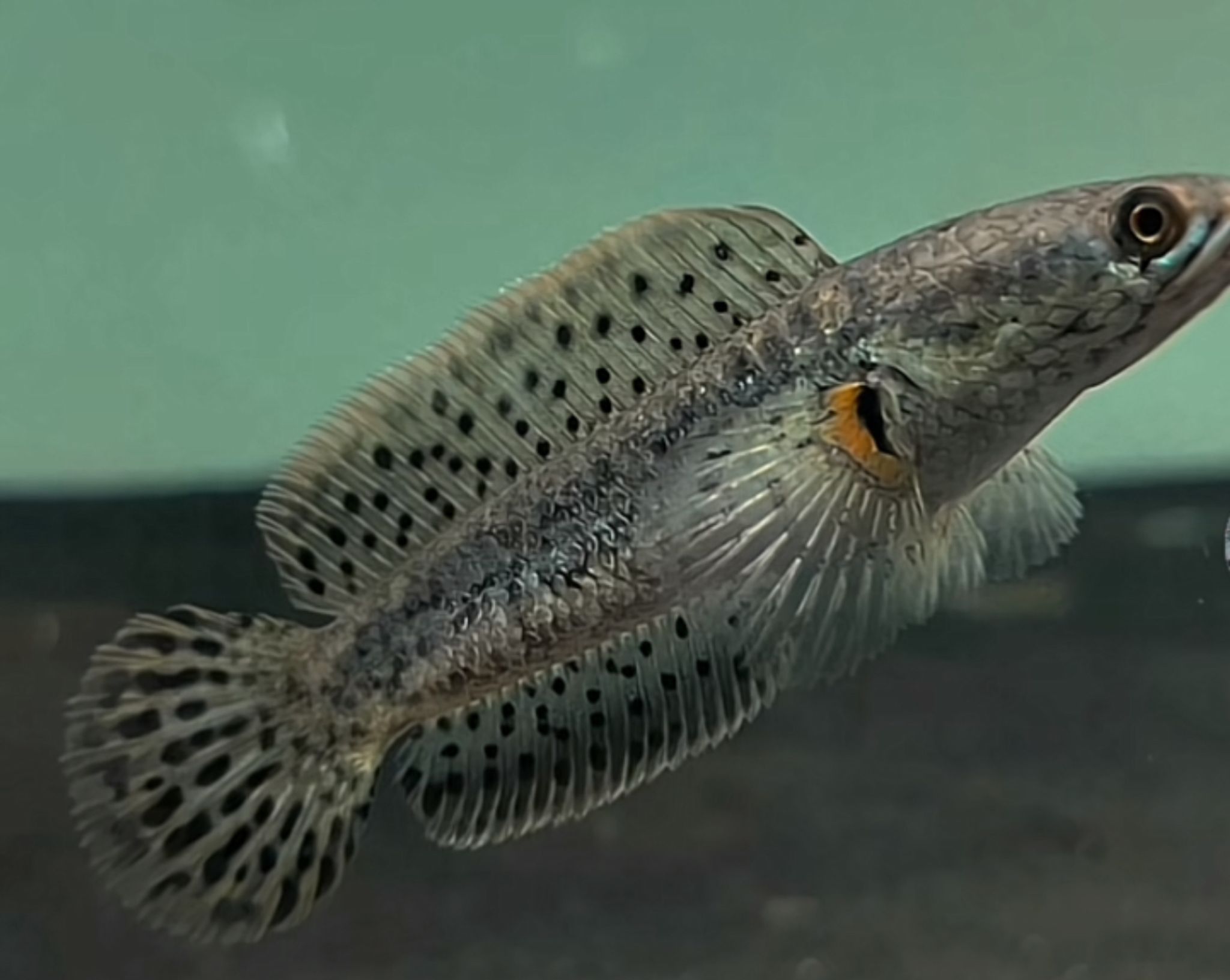 Channa Limbata HF short body