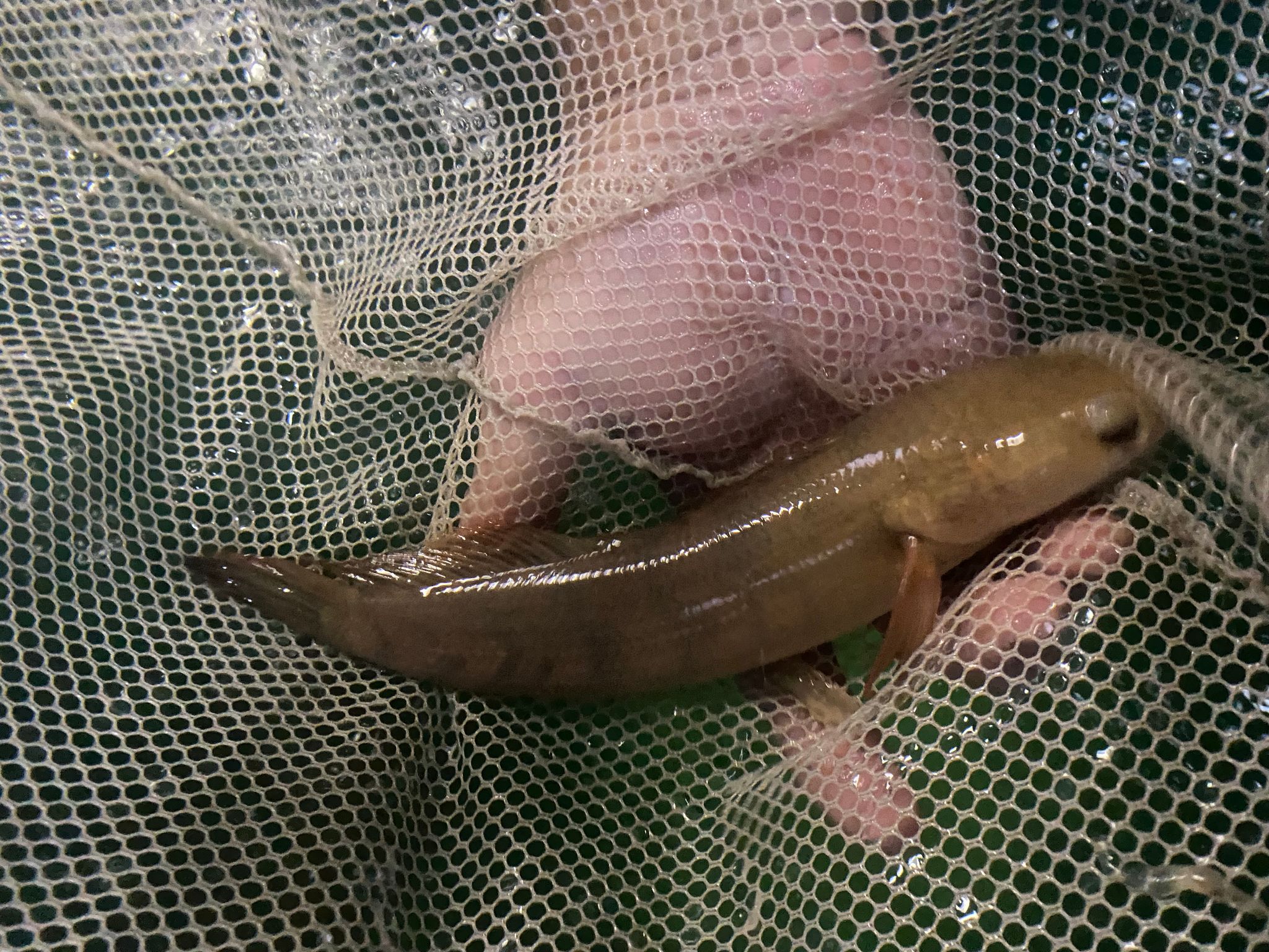Channa red barito (Maruliode) 8 inch