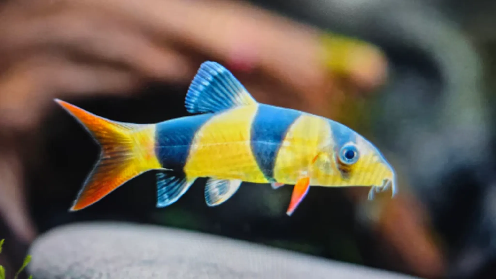 Clown loach 5cm- 10cm