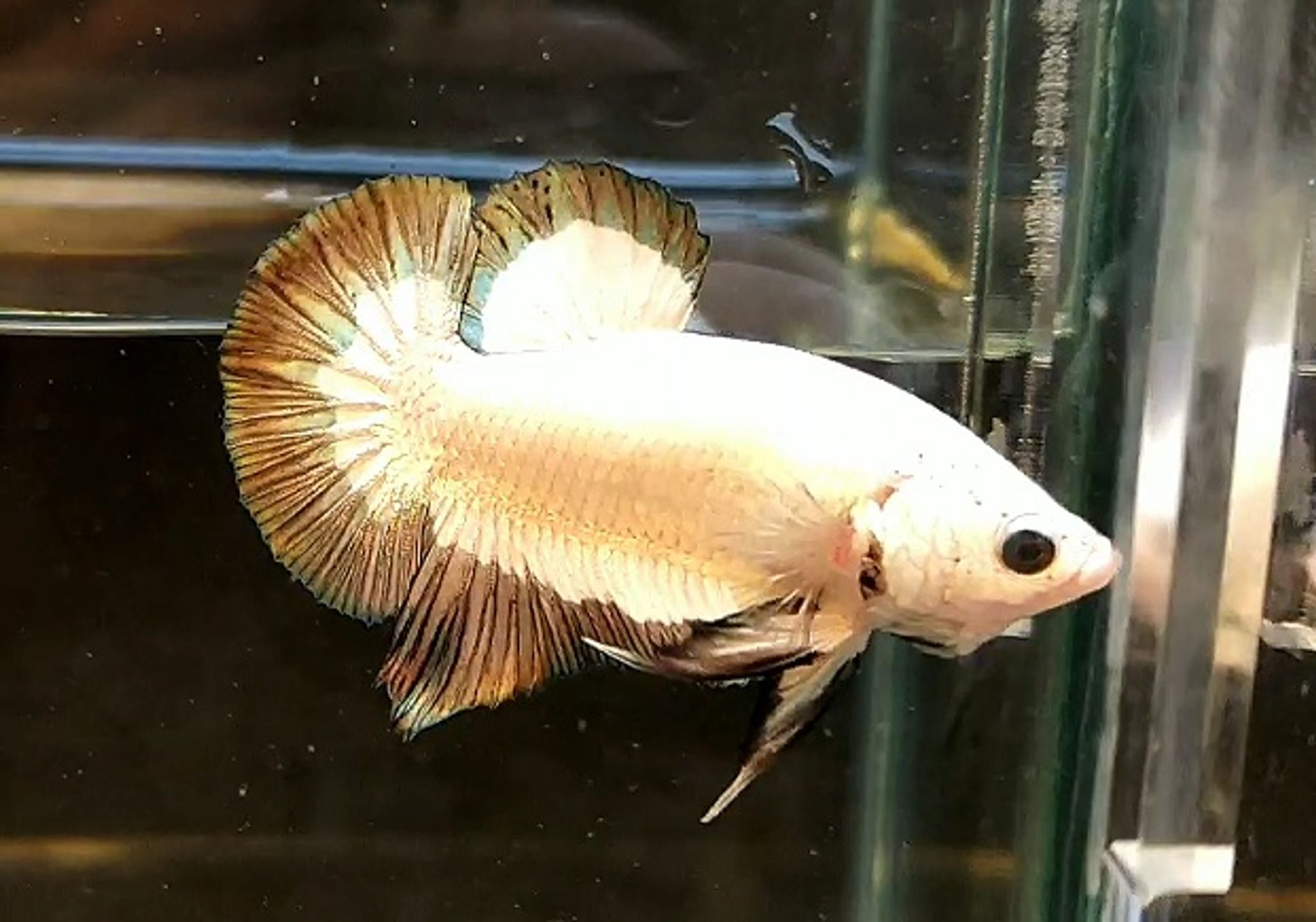 Copper rim