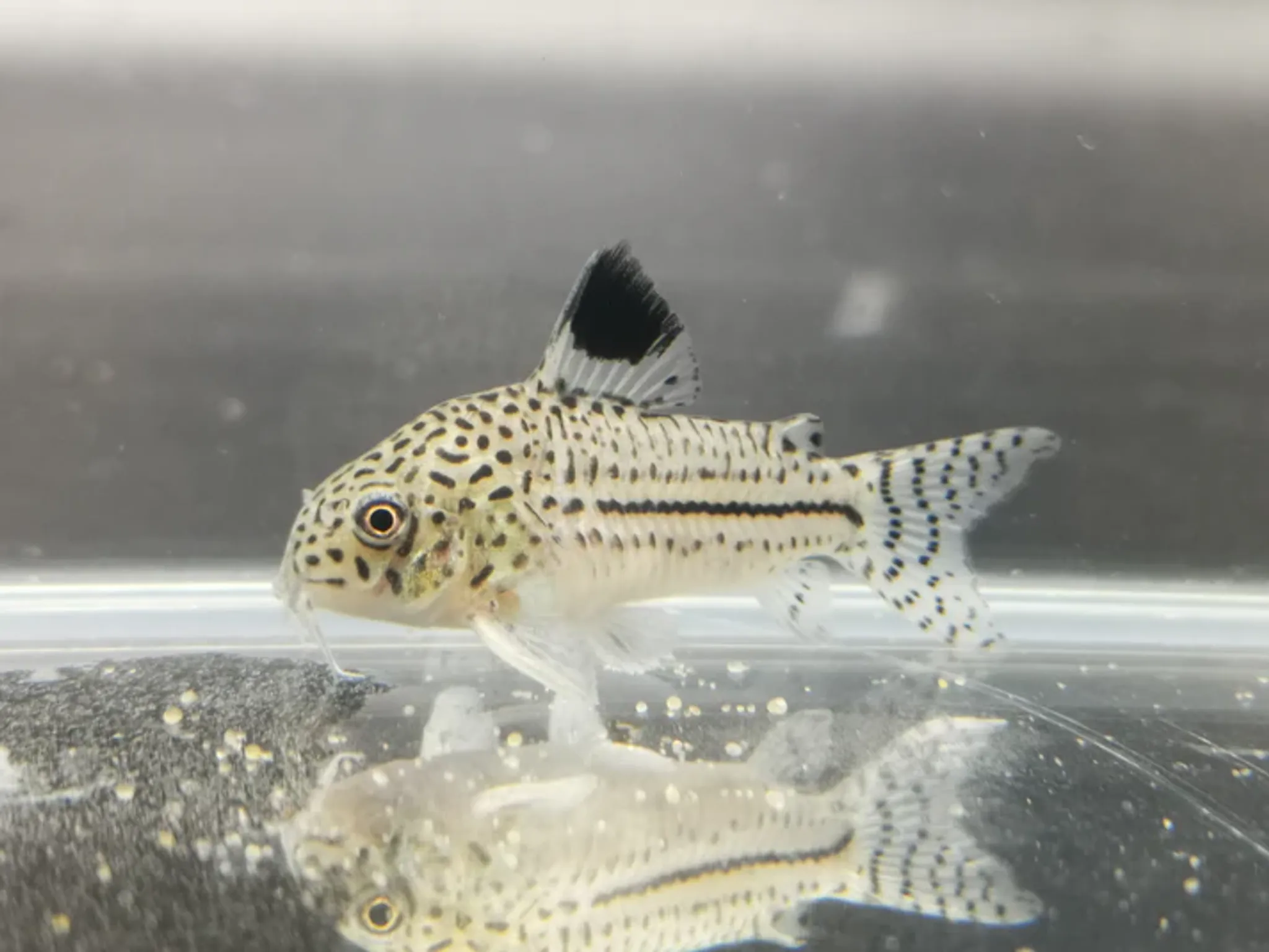 Corydoras Julii 2.5cm