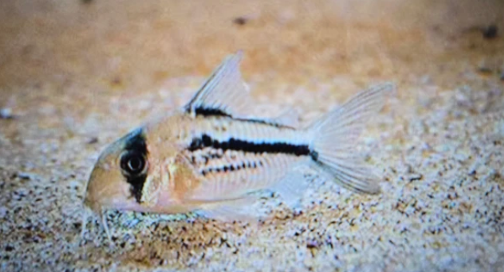 Corydoras axelrodi 3cm