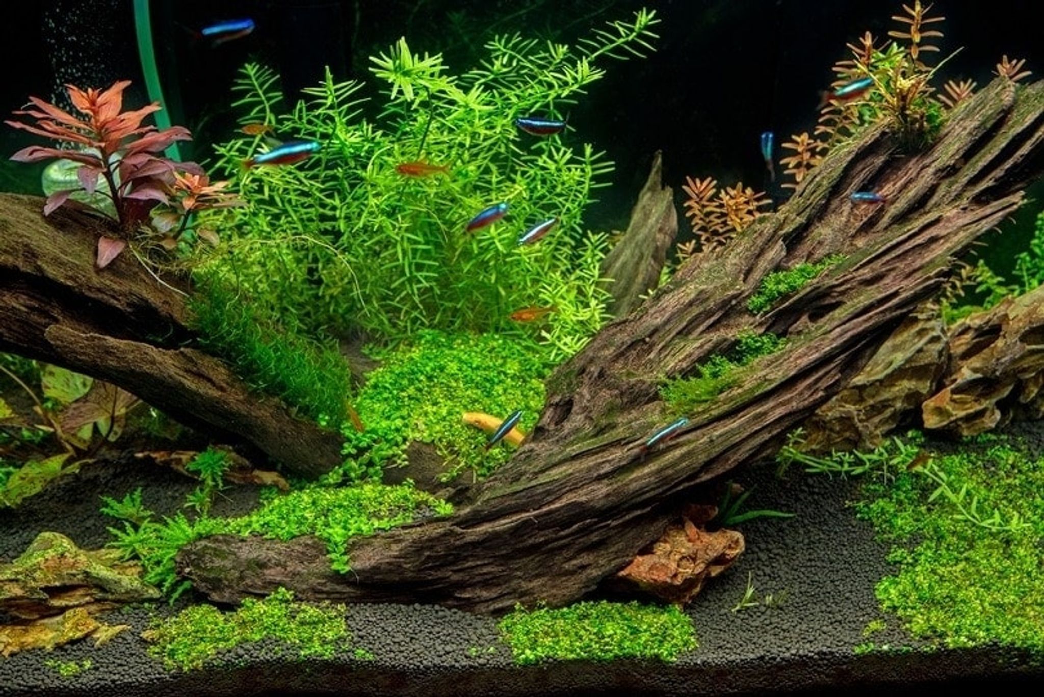 Driftwood