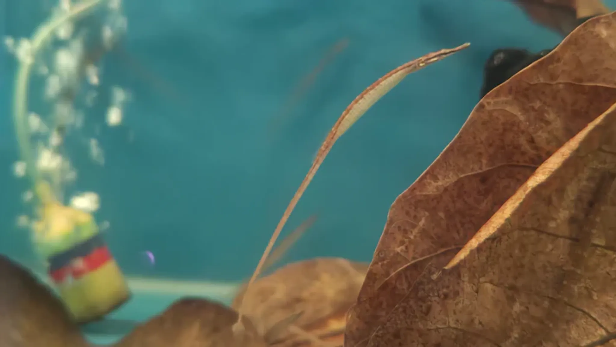 Freshwater pipefish 5-6cm