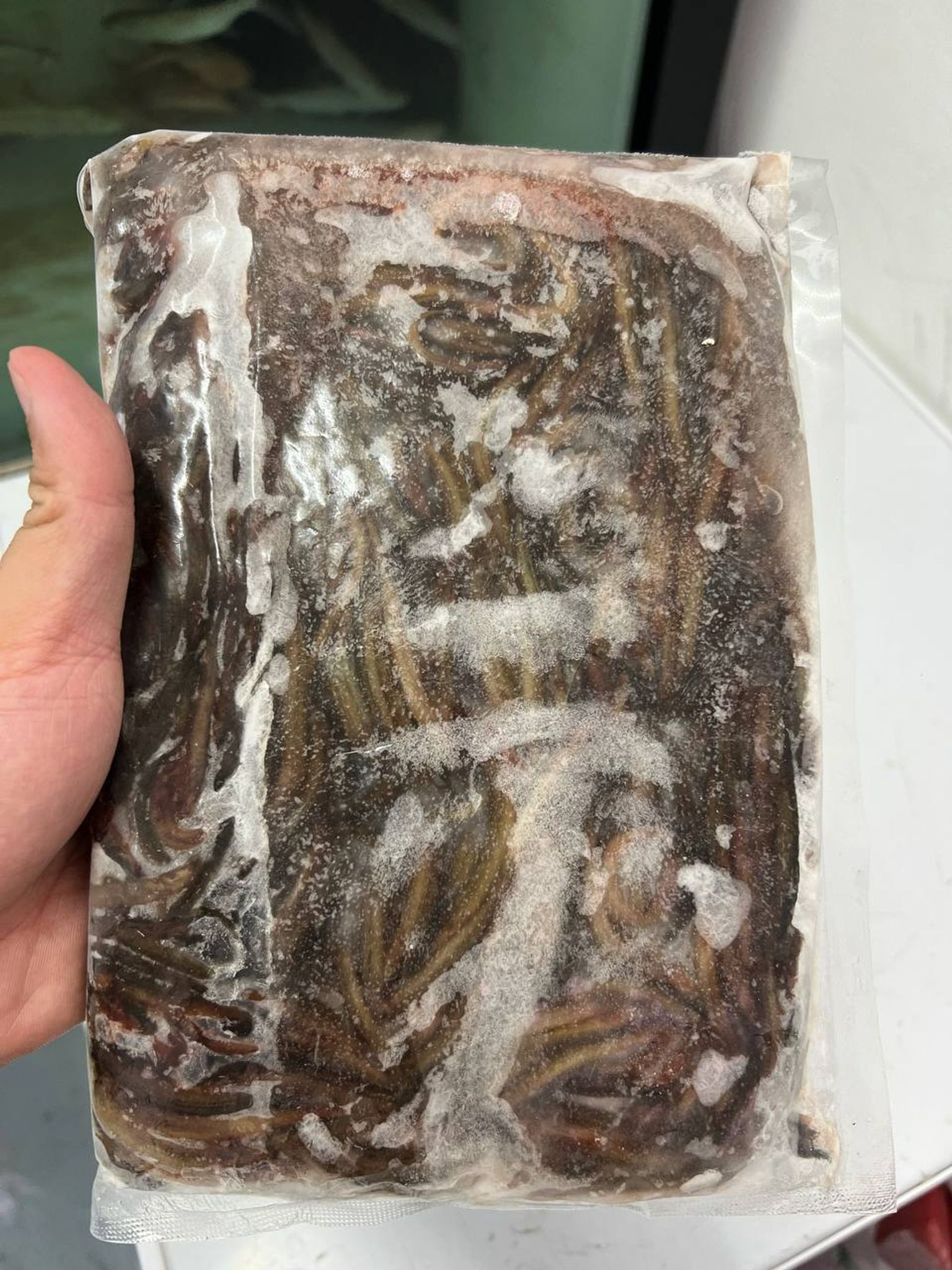 Frozen Pond Loach (Medium)