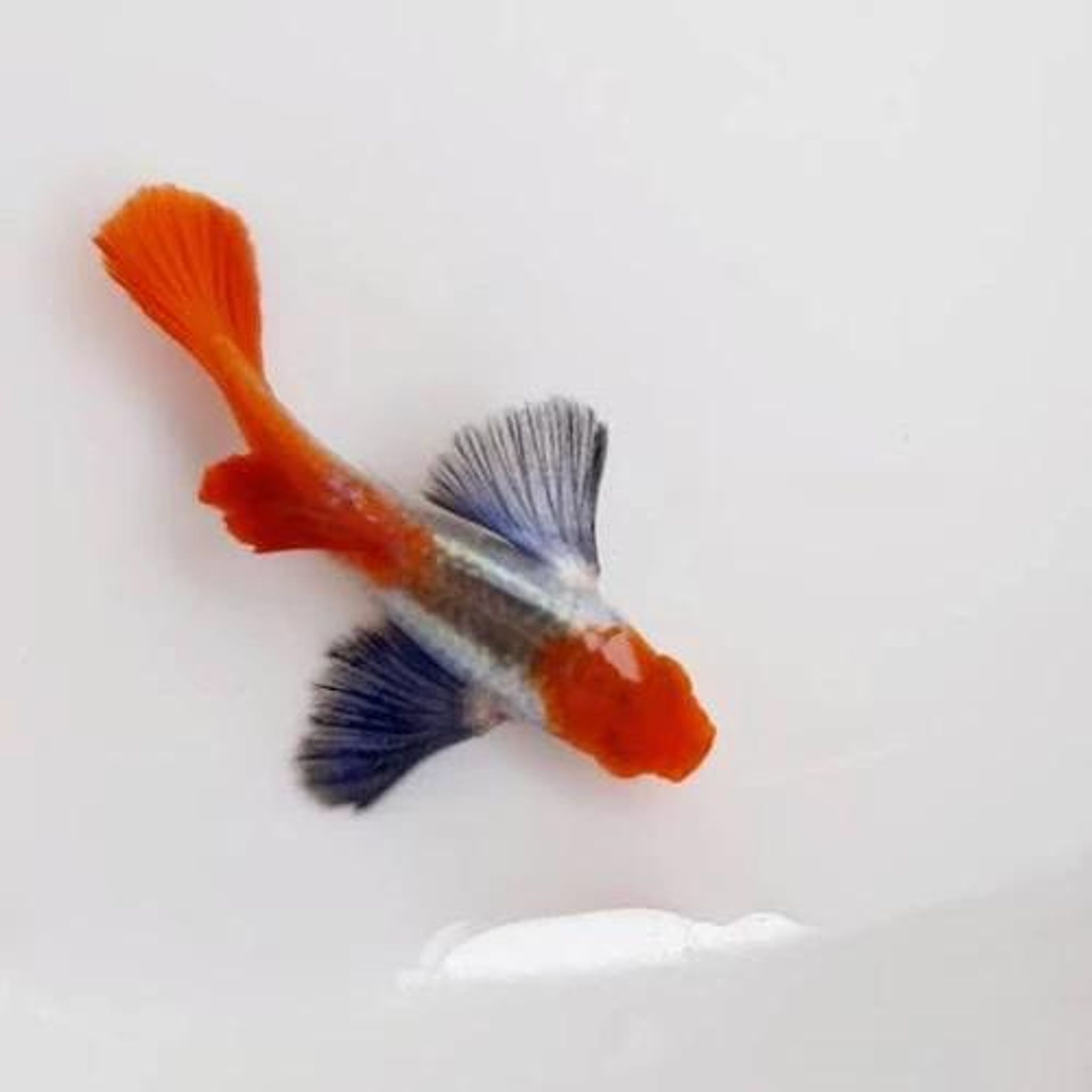 Higher Care GUPPY PRTDE DARK KOI